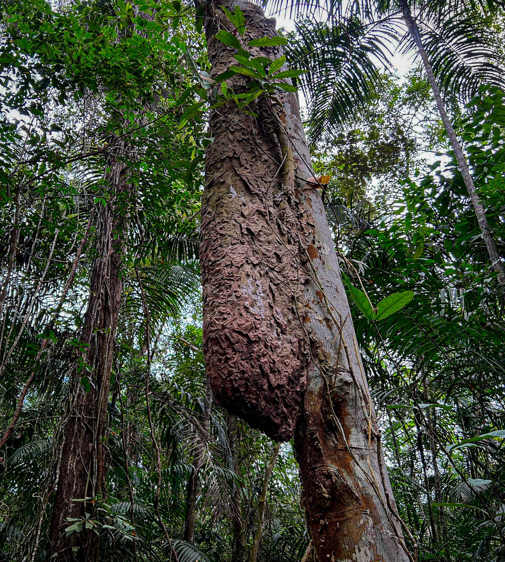 Aztec Ant Nest, Pipeline Road