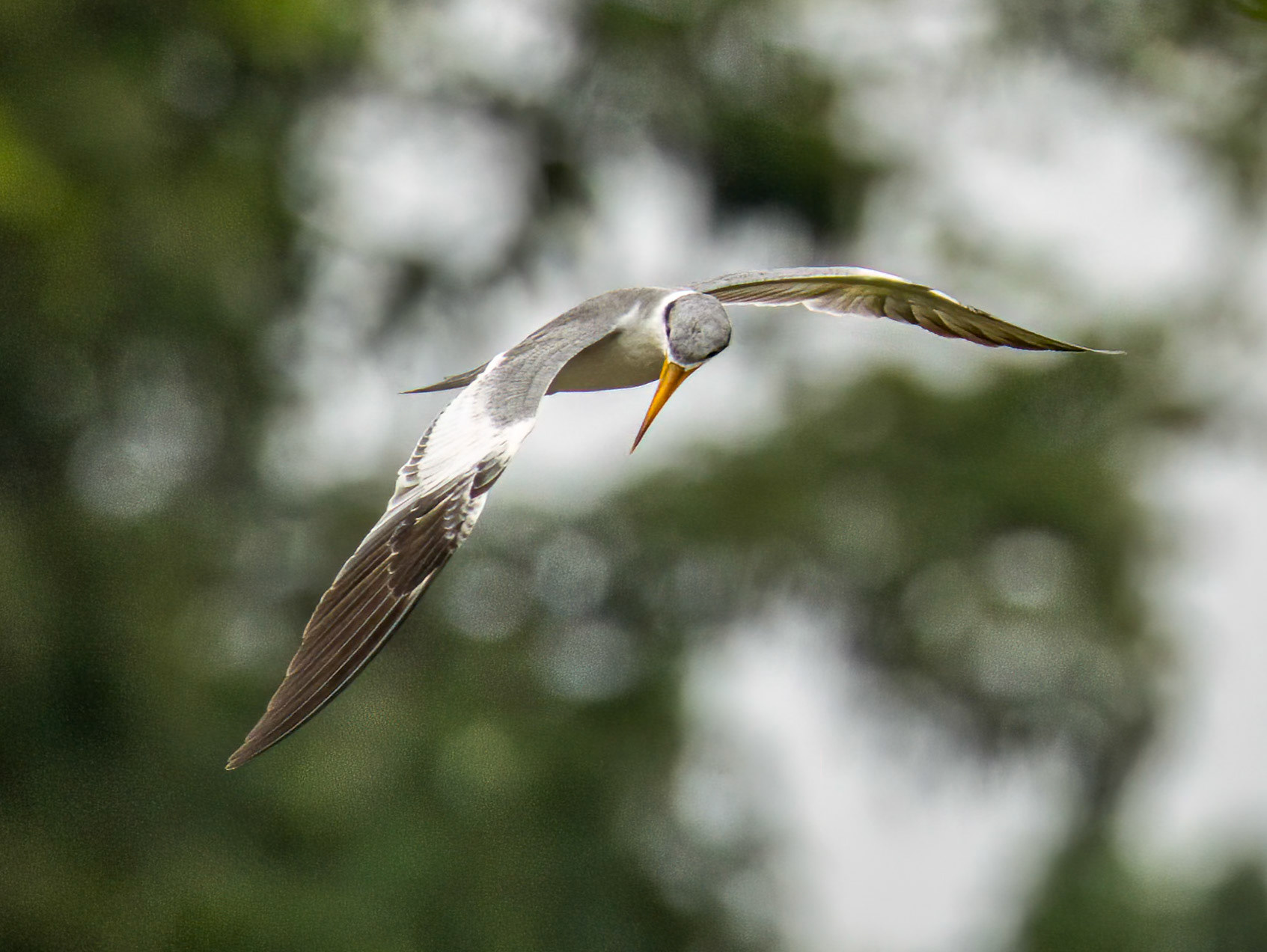 Thick-billed Tern