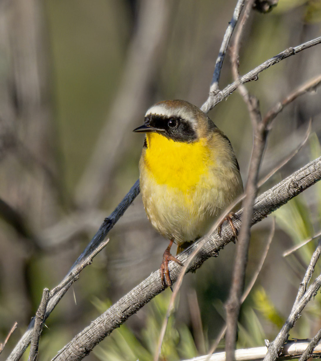Common Yellowthroat