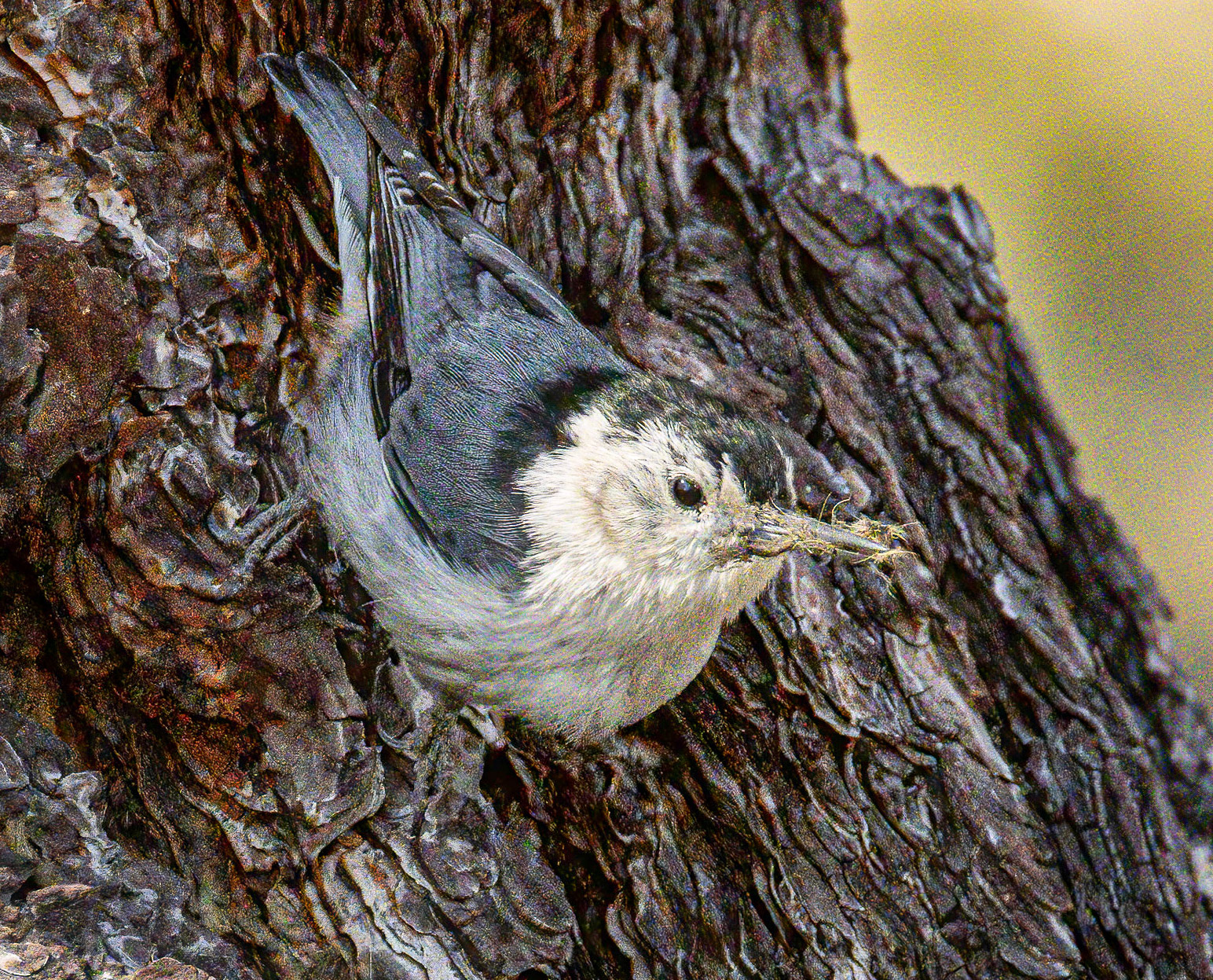 White-breasted Nuthatch