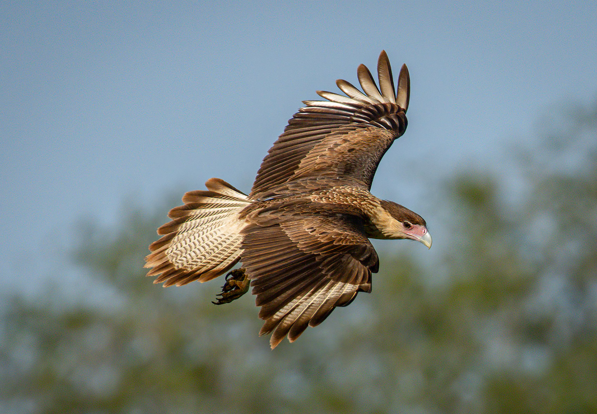 Crested Caracara
