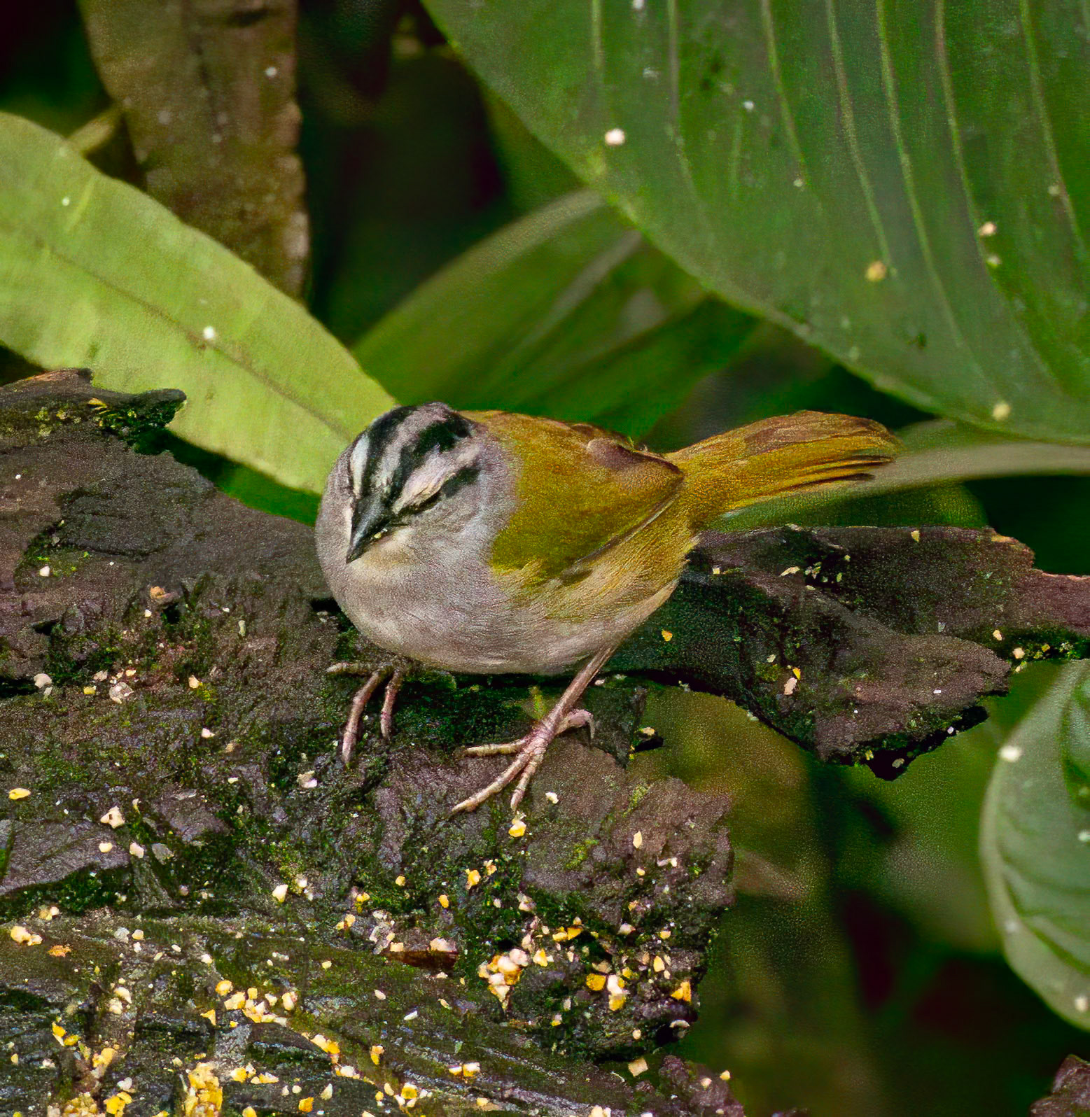 Black-striped Sparrow