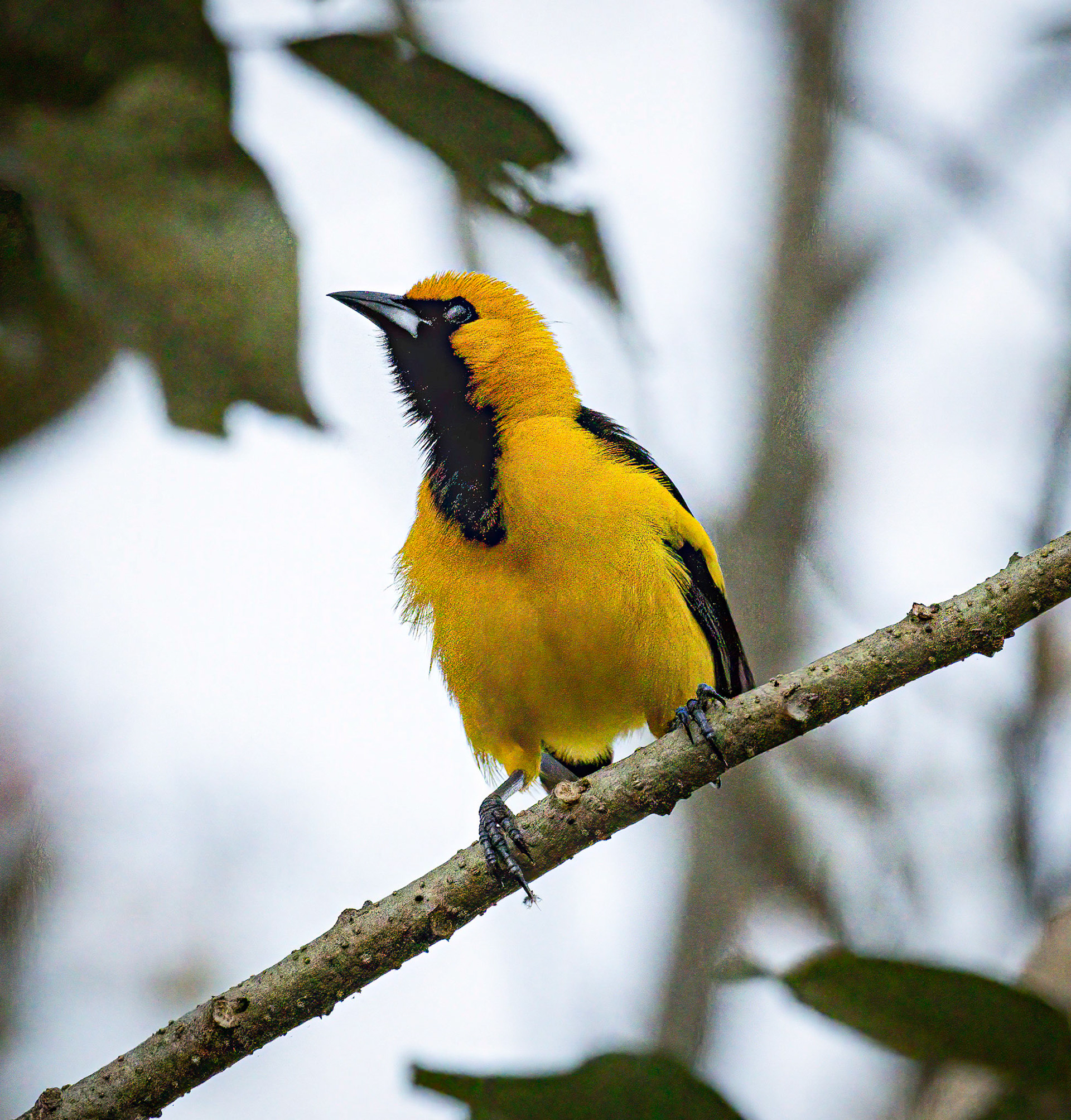 Yellow-backed Oriole
