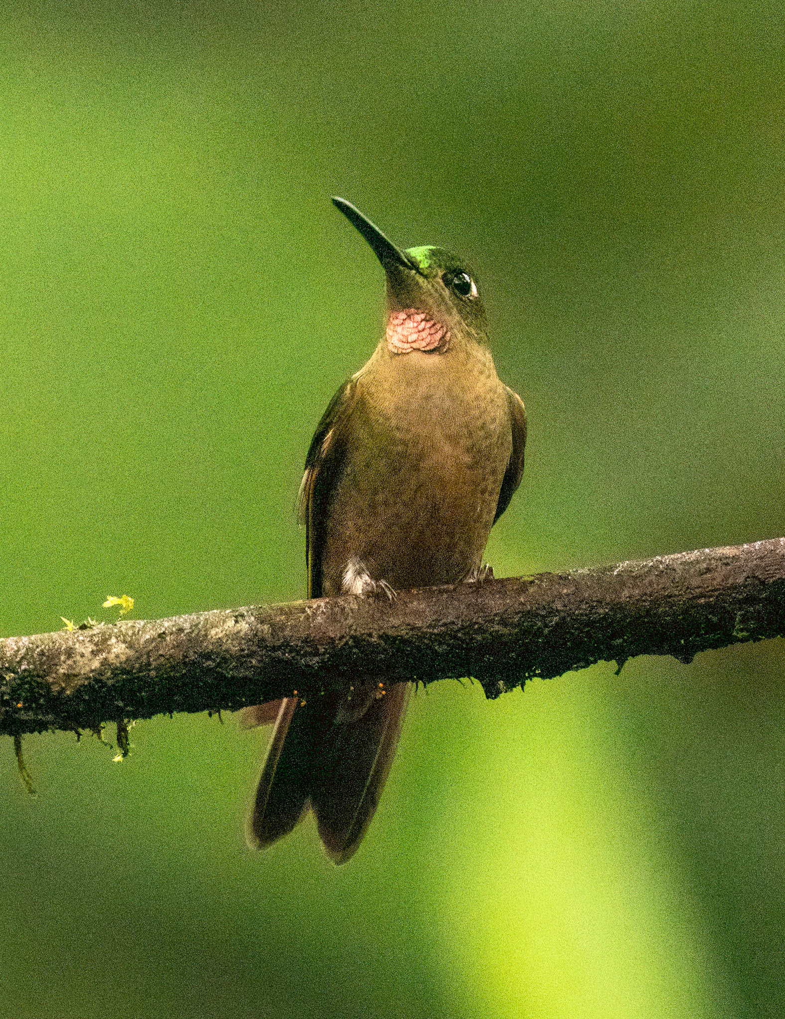 Fawn-breasted Brilliant