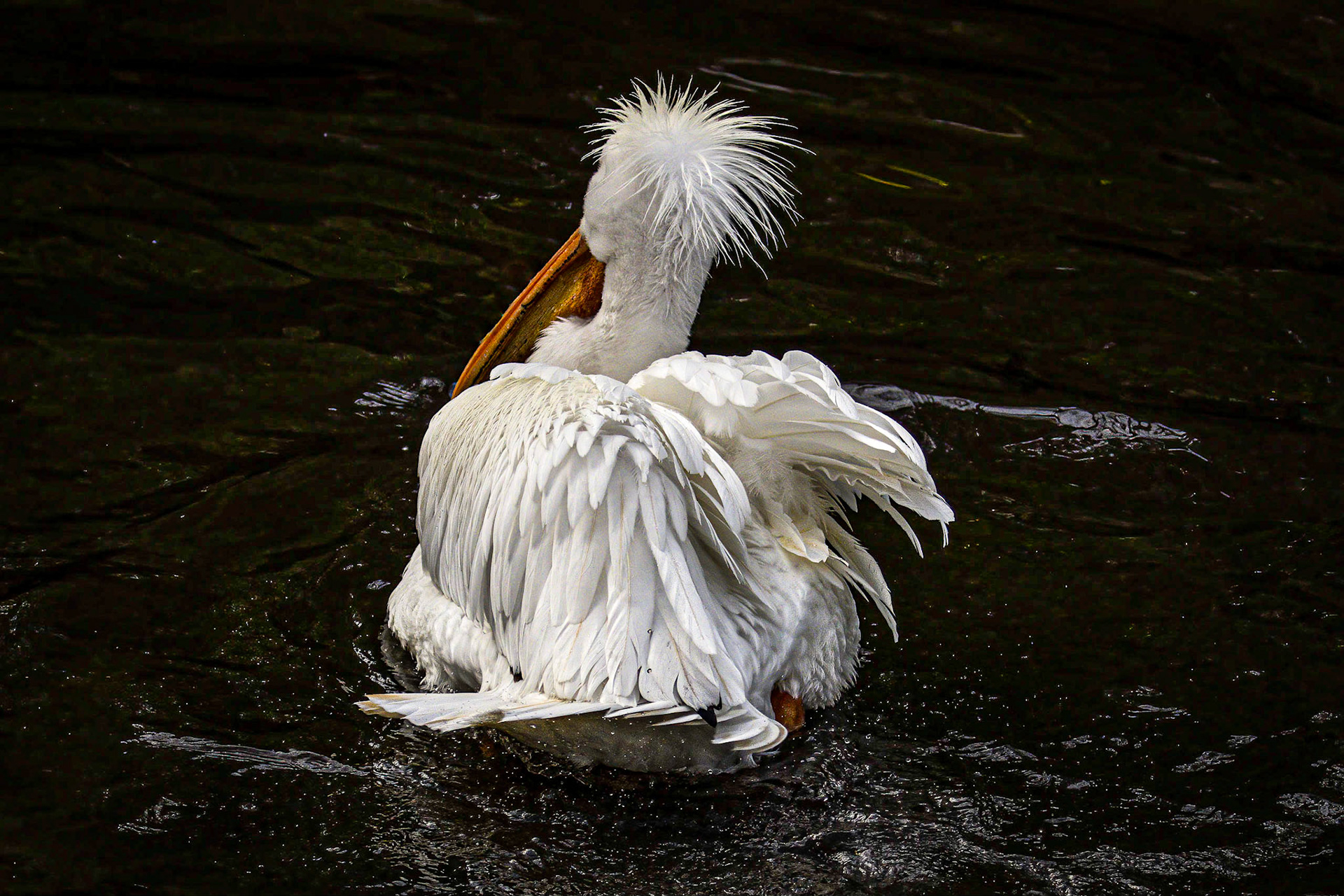 White Pelican