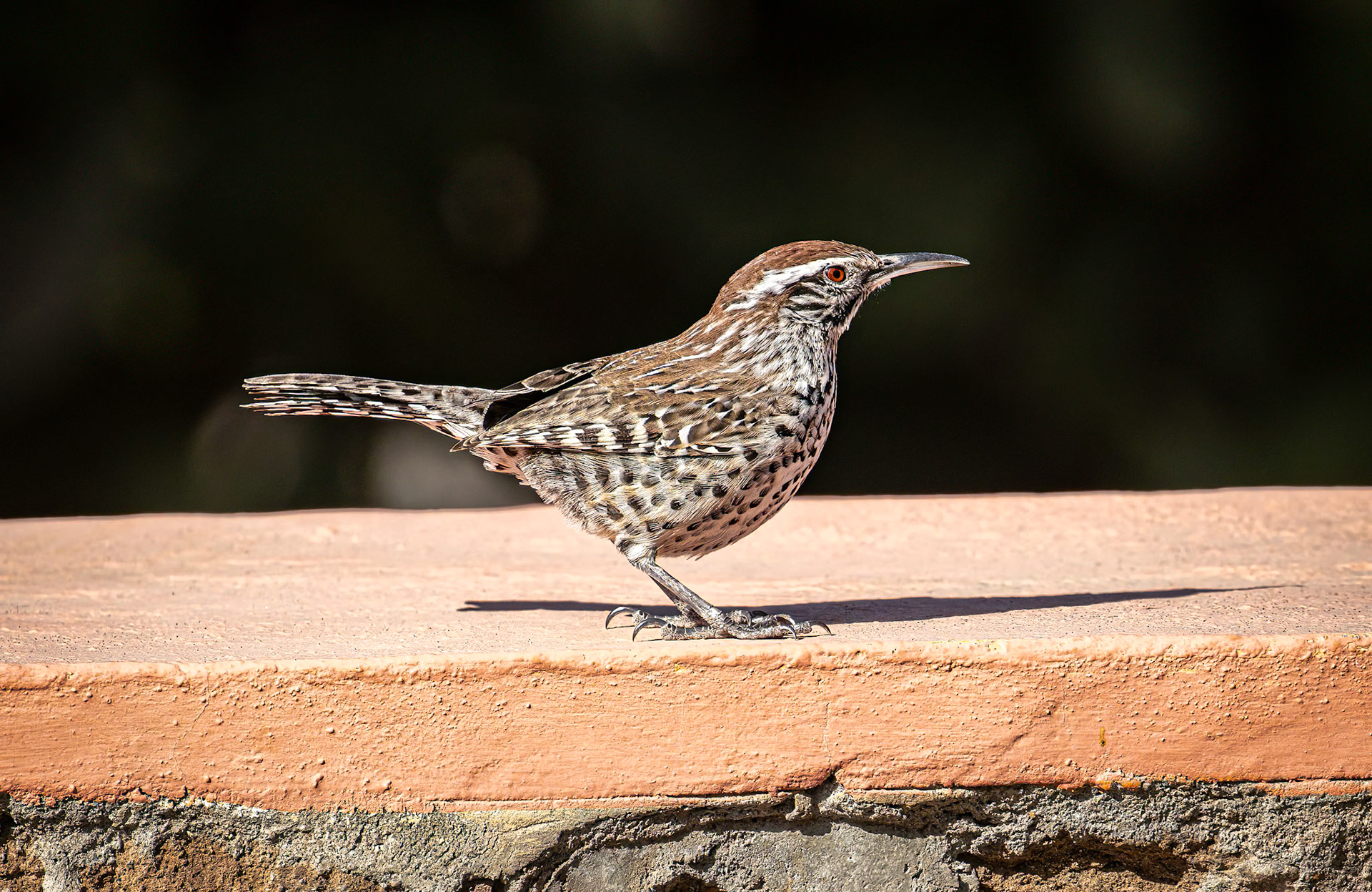 Cactus Wren