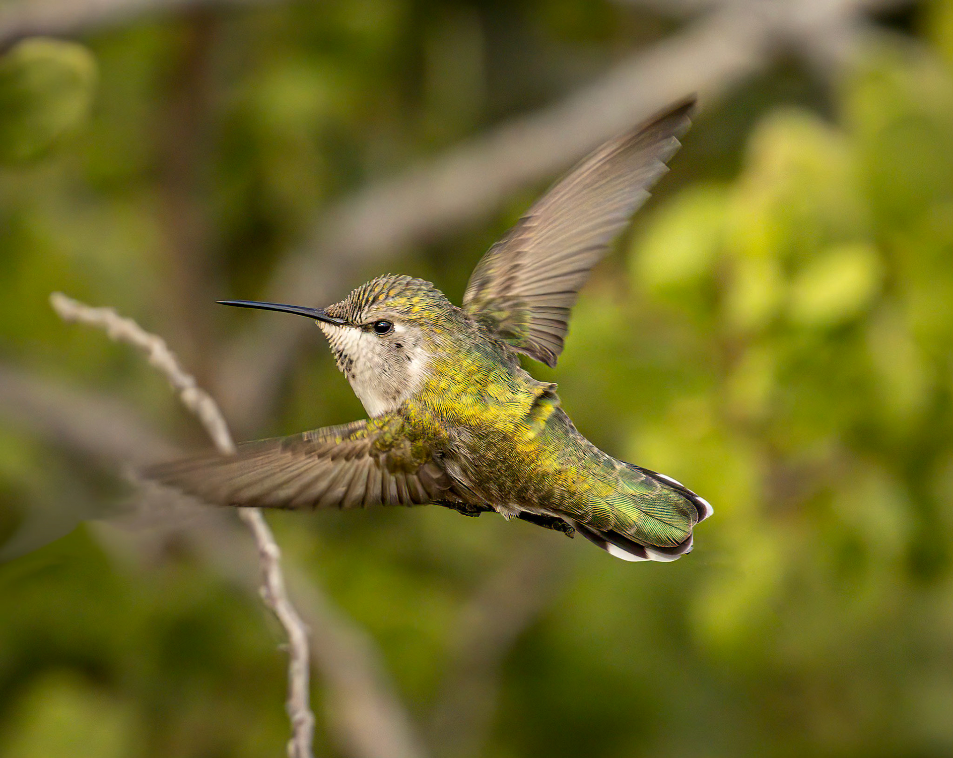 Costa's Hummingbird
