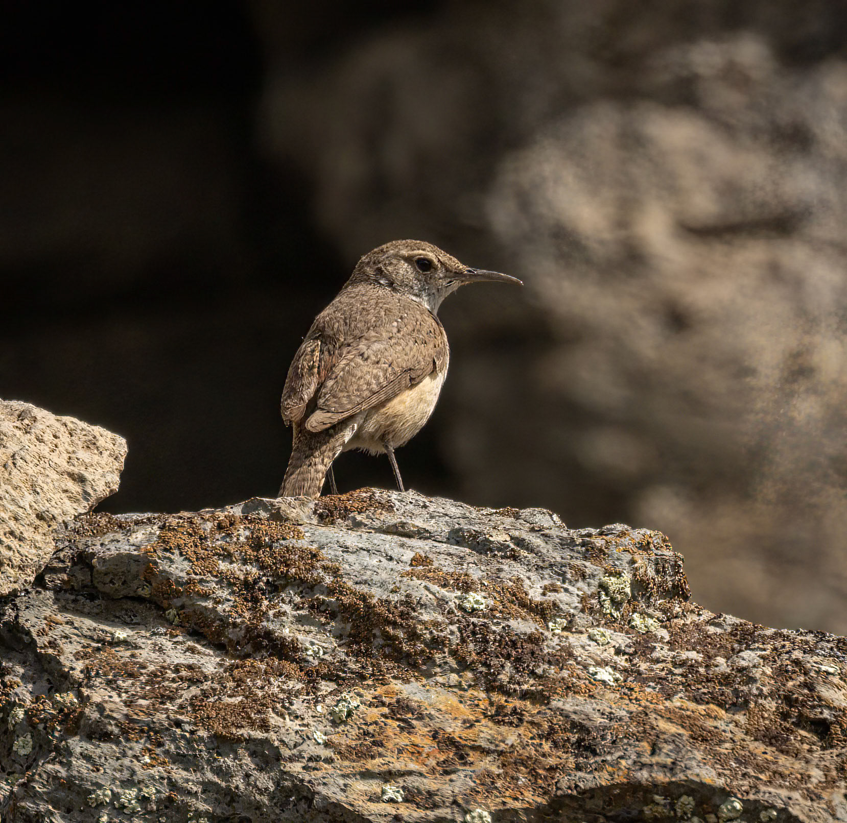 Rock Wren
