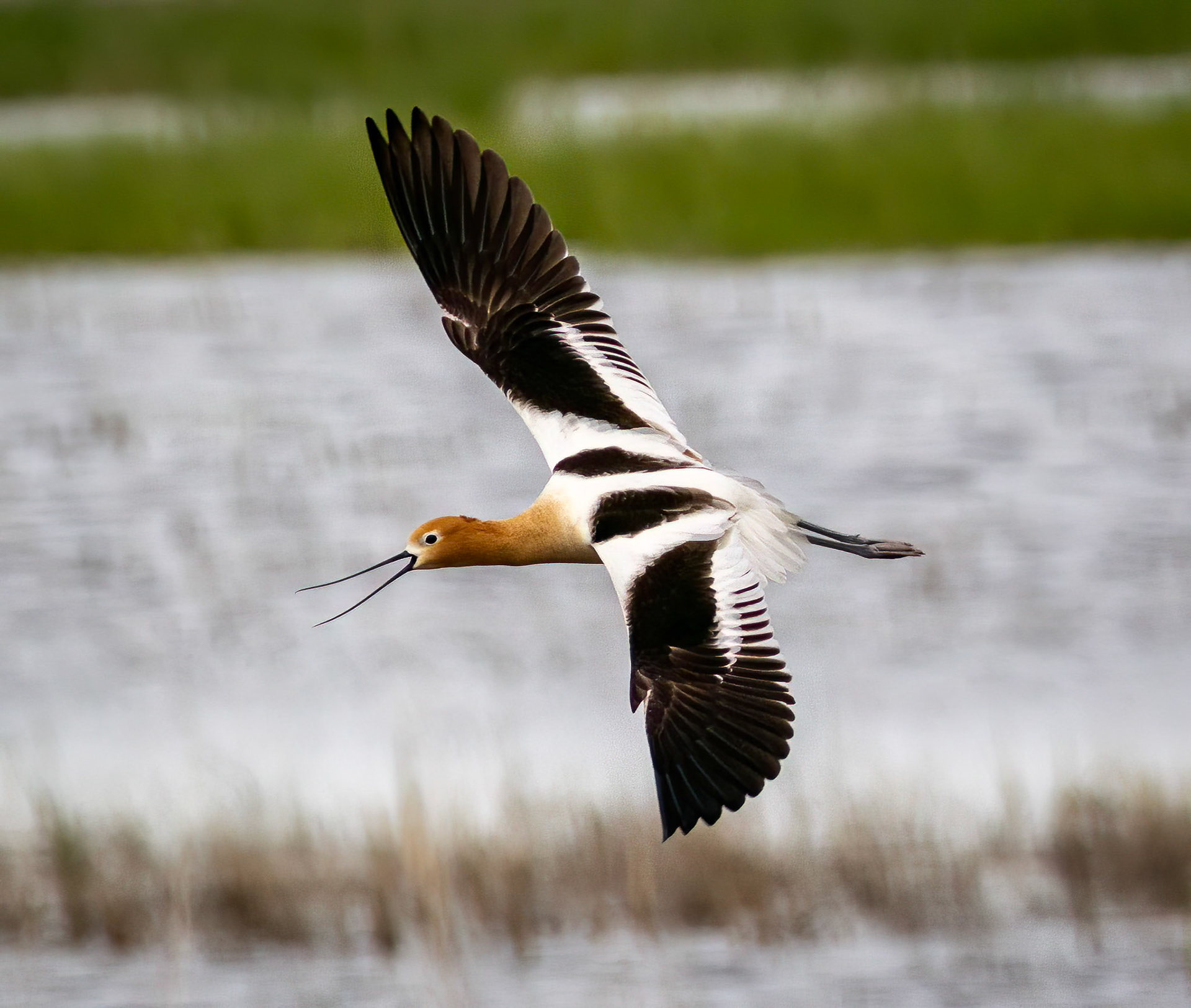 American Avocet