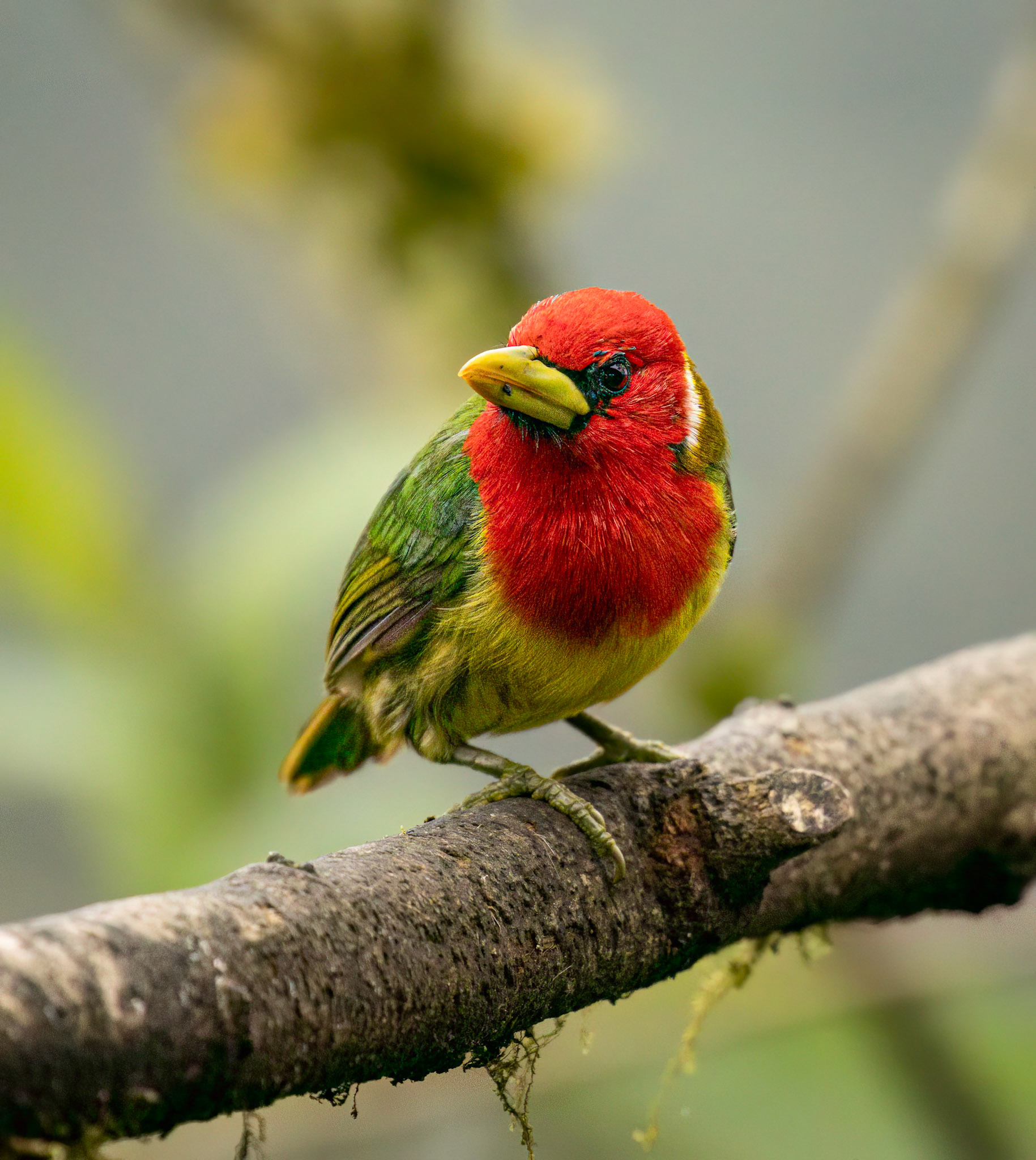 Red-headed Barbet