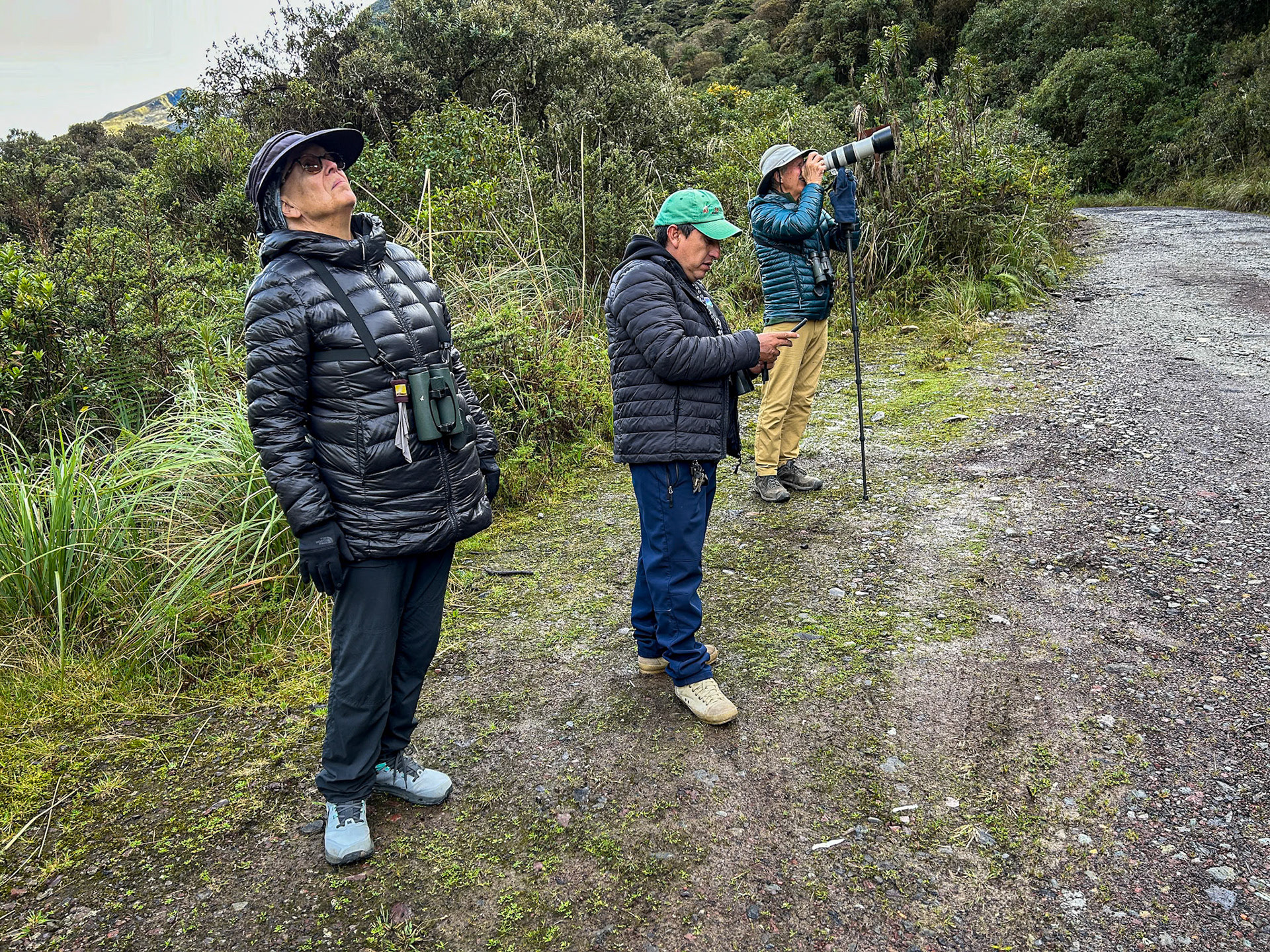 Birding the road above Papallacta