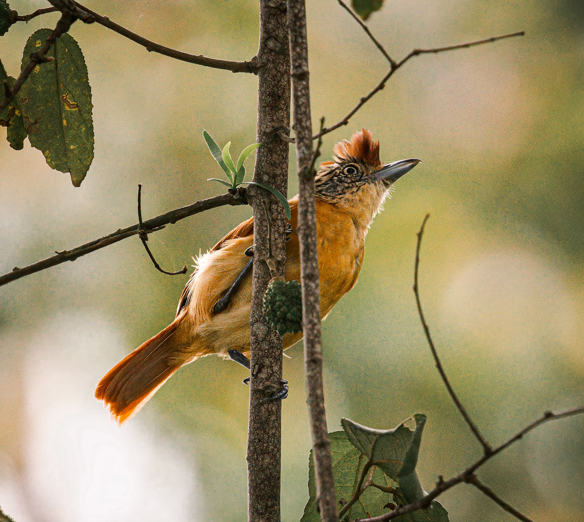Barred Antshrike