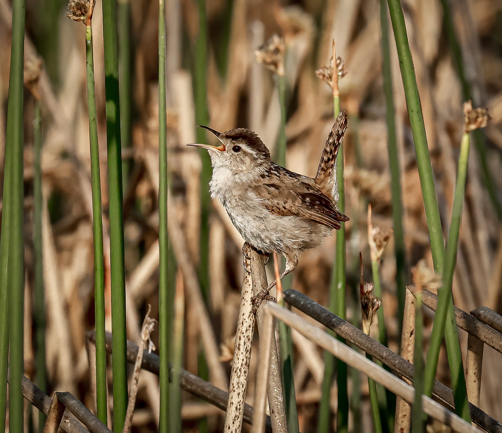 Marsh Wren