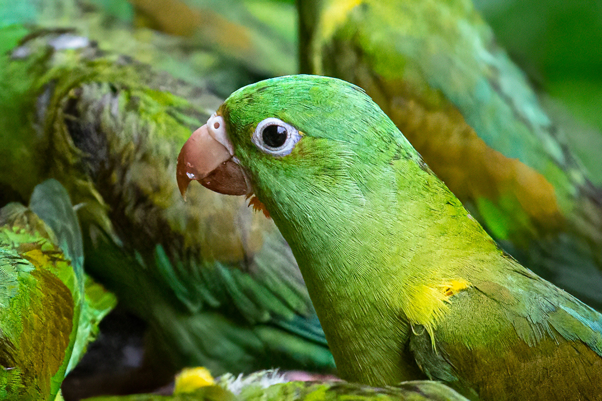 Orange-chinned Parakeet