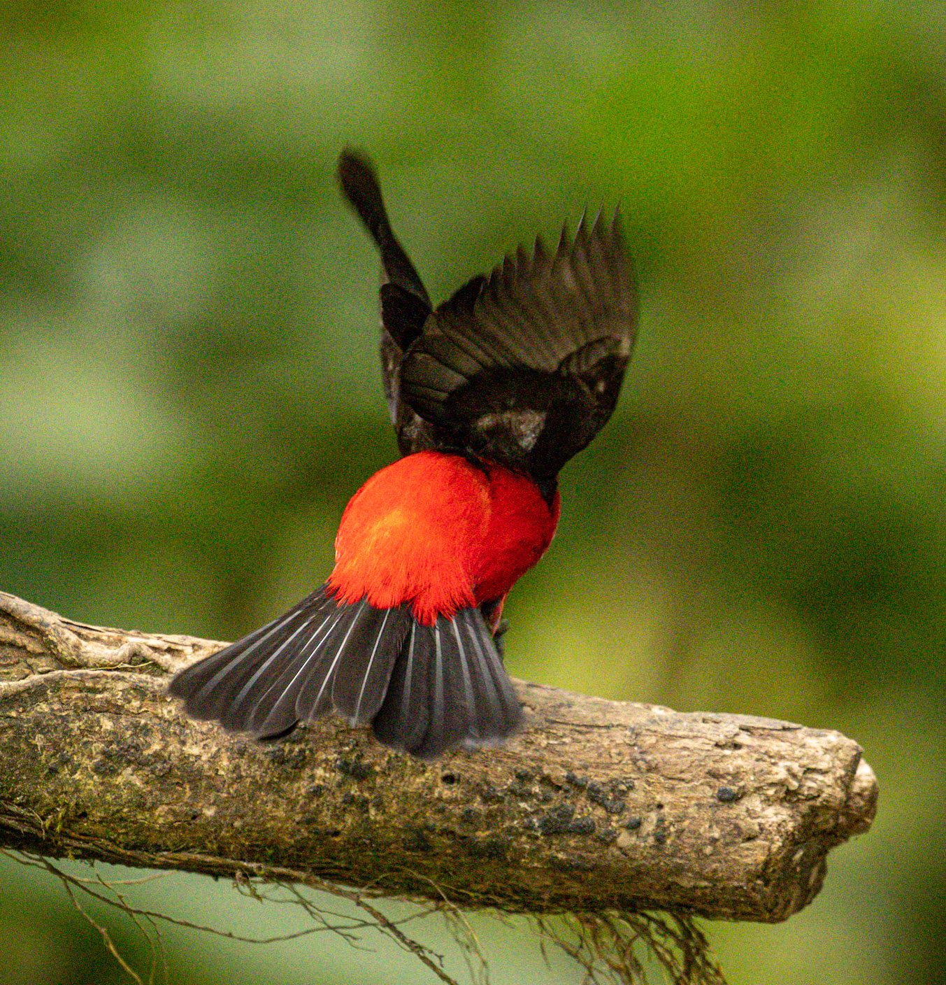 Crimson-backed Tanager