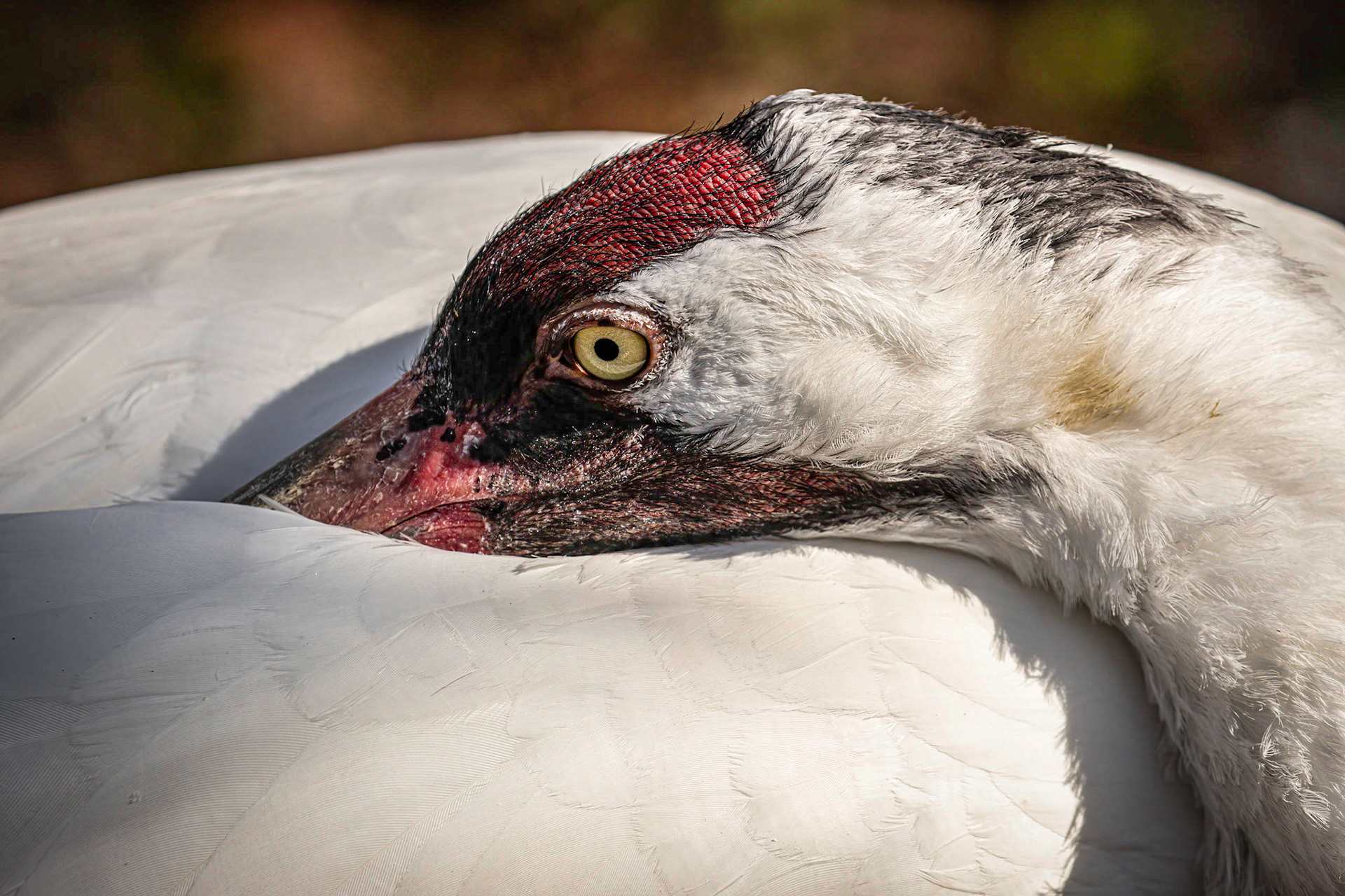 Whooping Crane