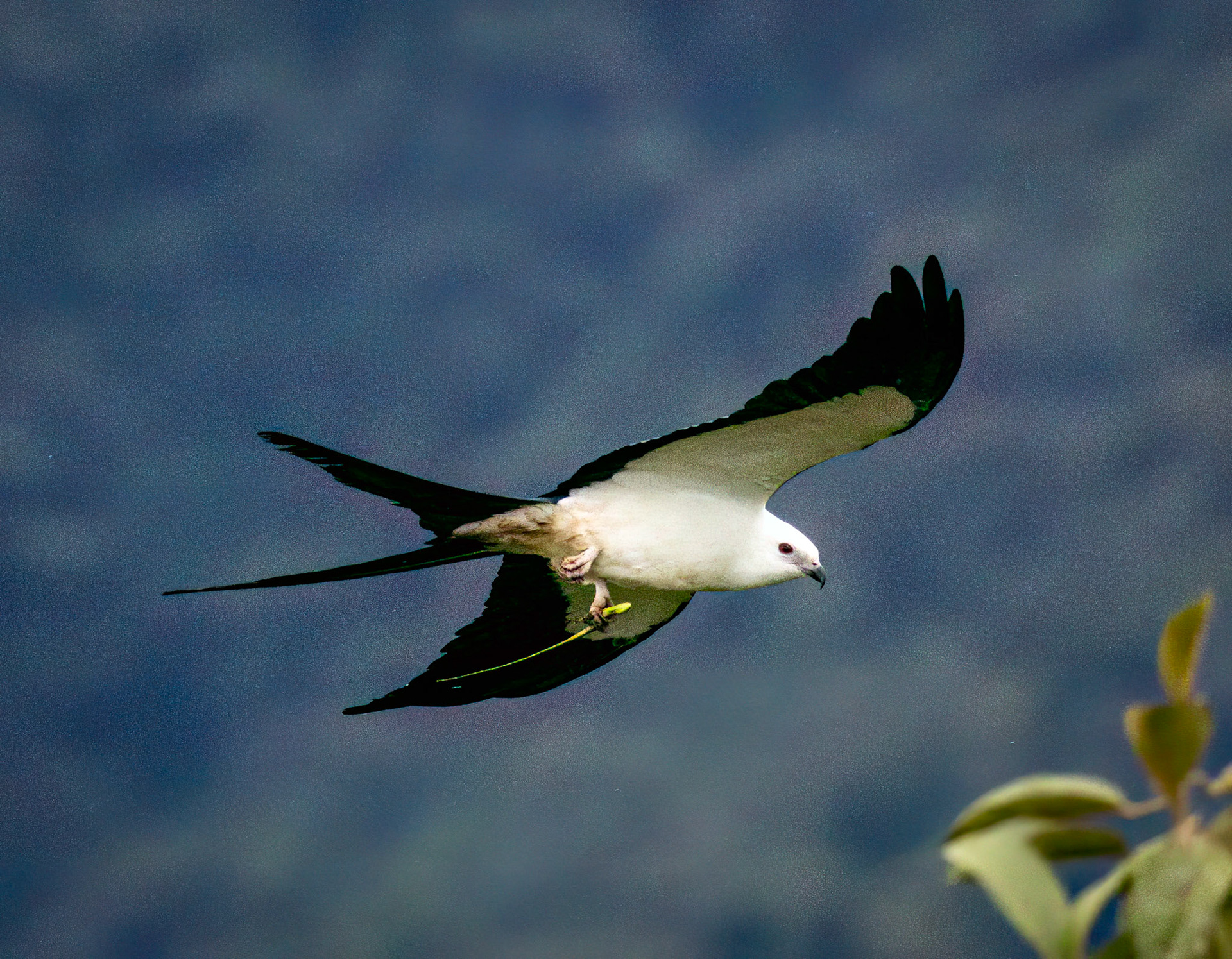 Swallow-tailed Kite