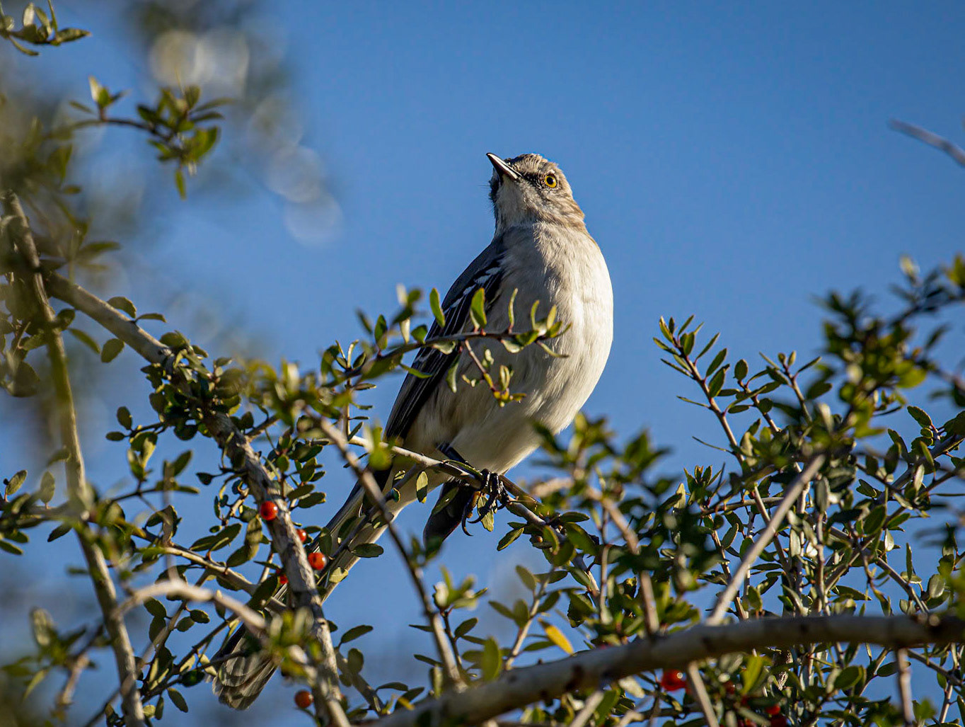 Northern Mockingbird