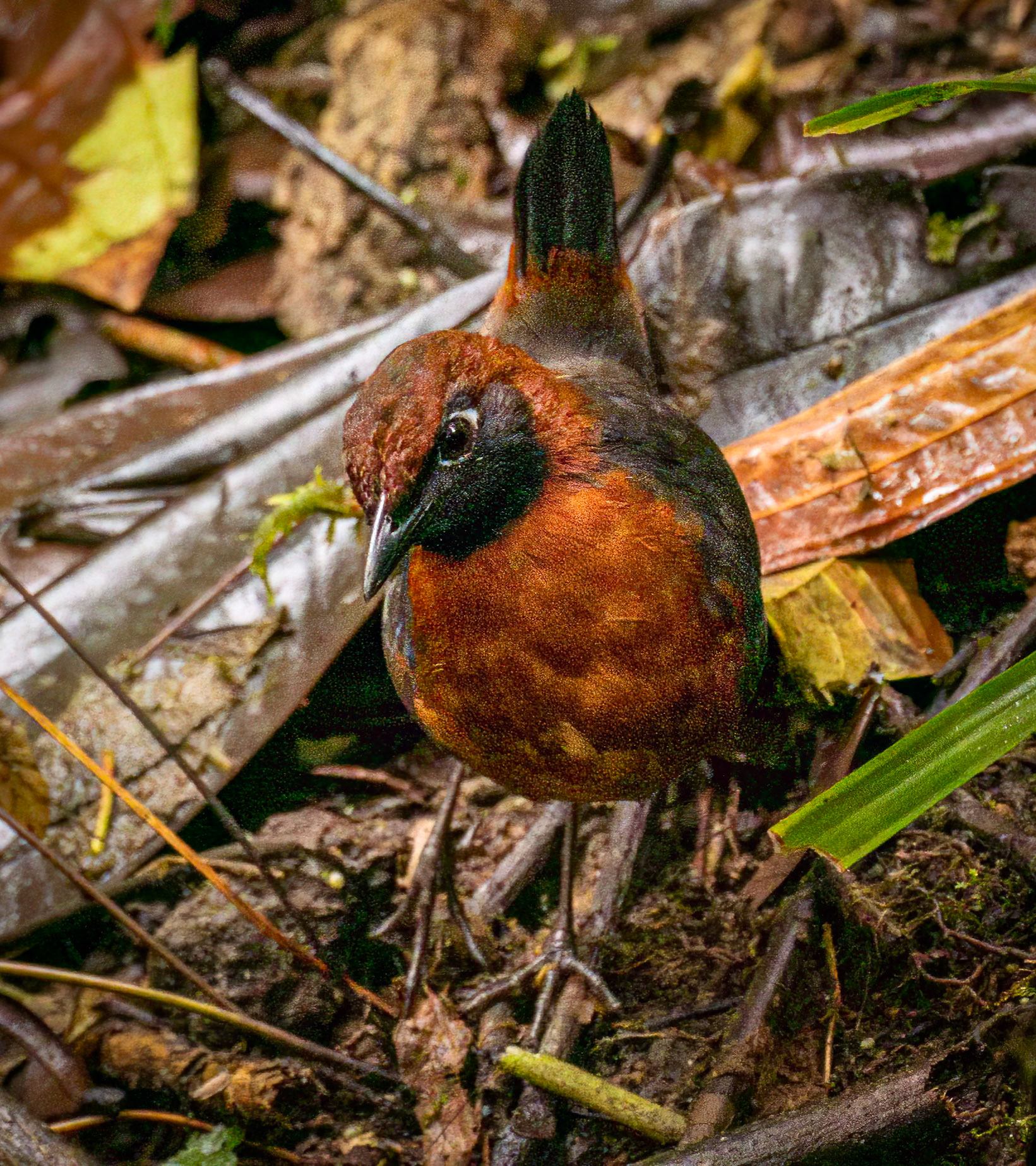 Rufous-breasted Antthrush