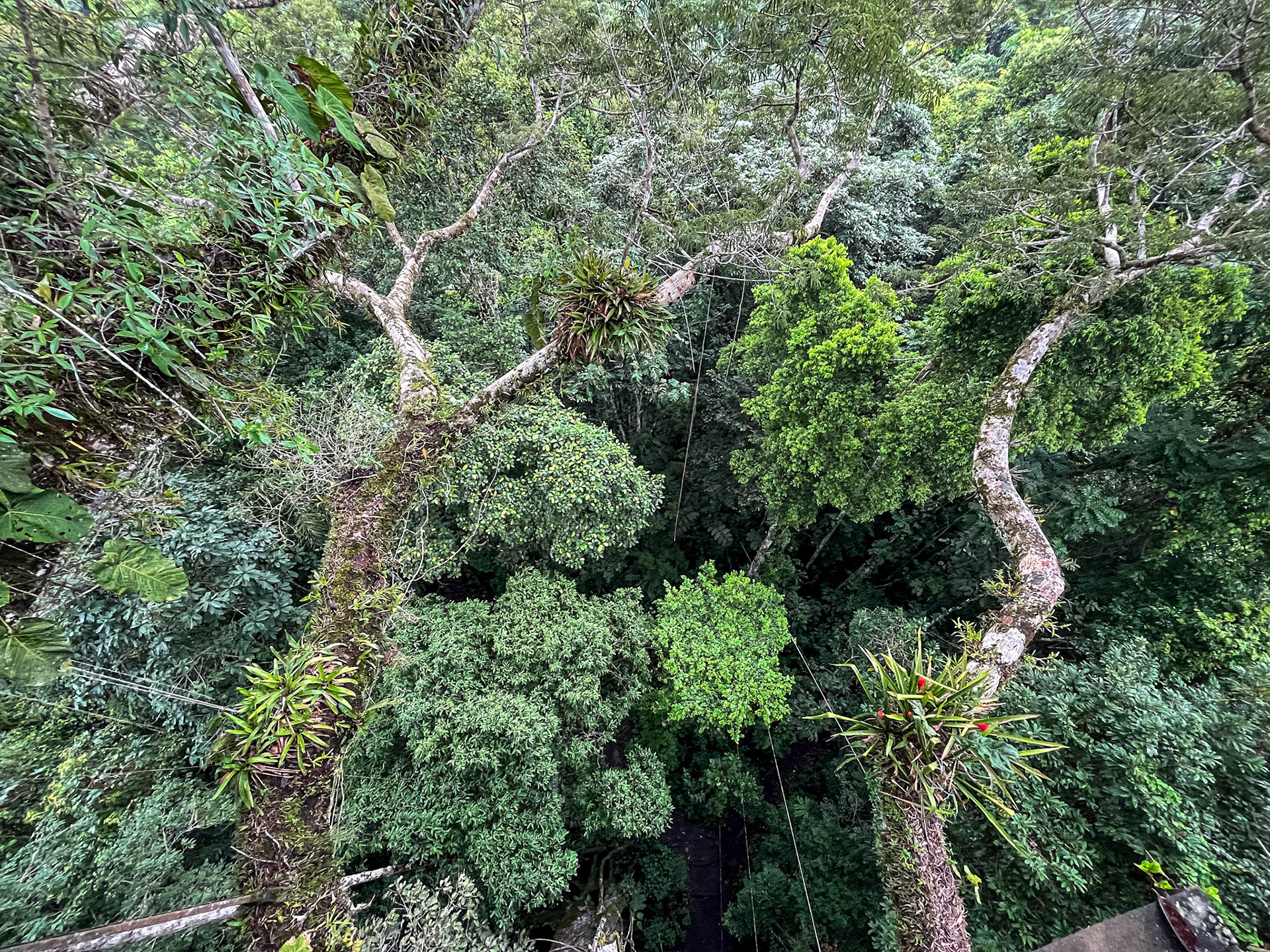 View to Forest Floor from 125'