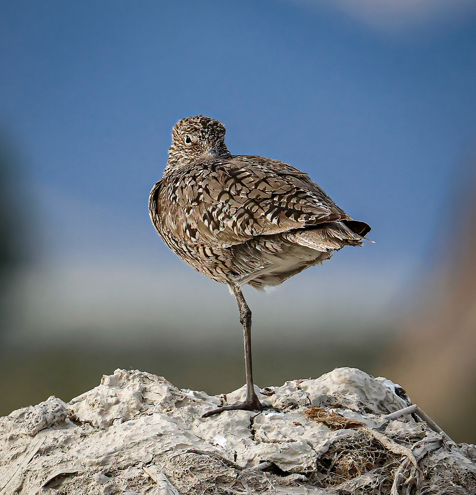 Willet