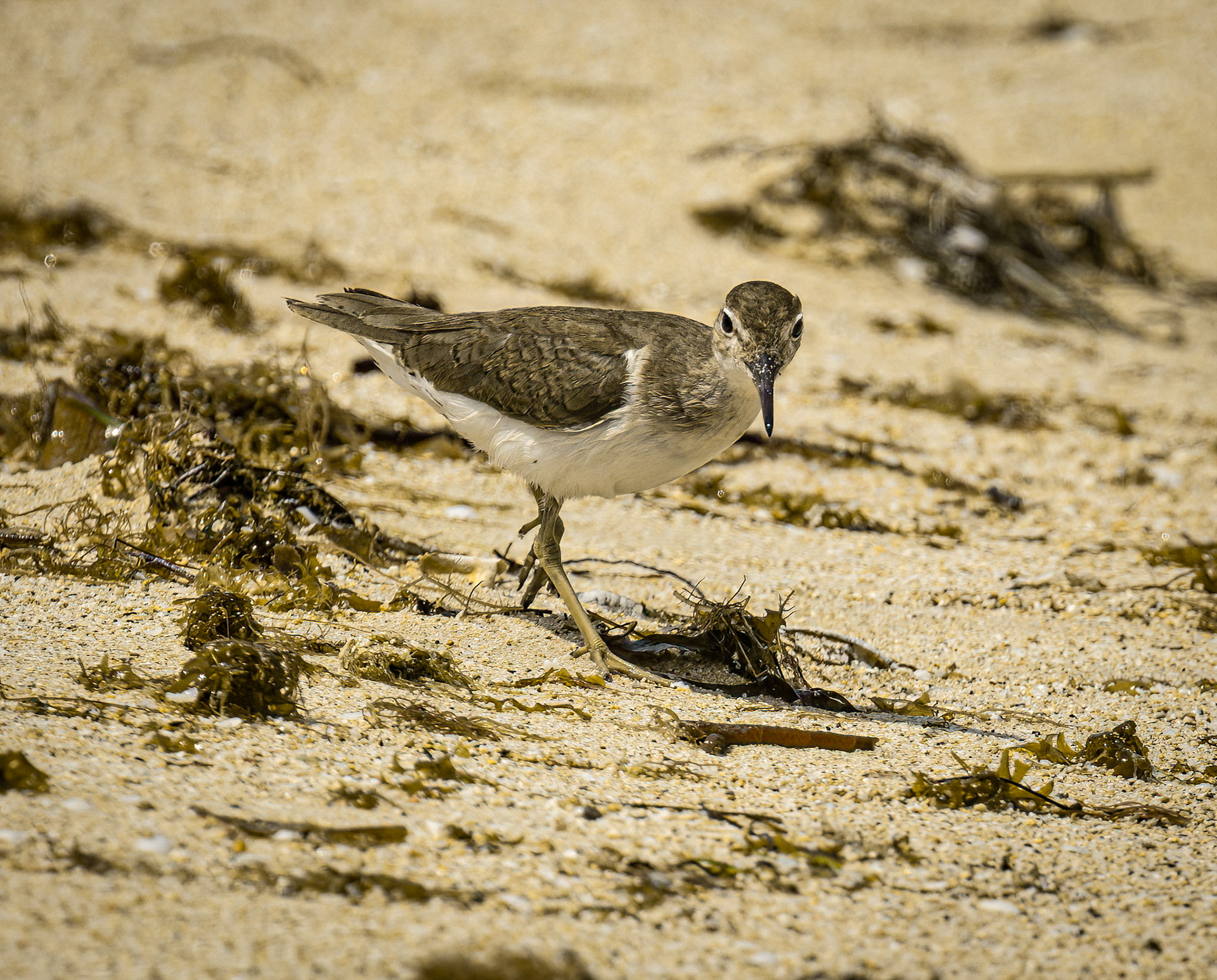 Spotted Sandpiper