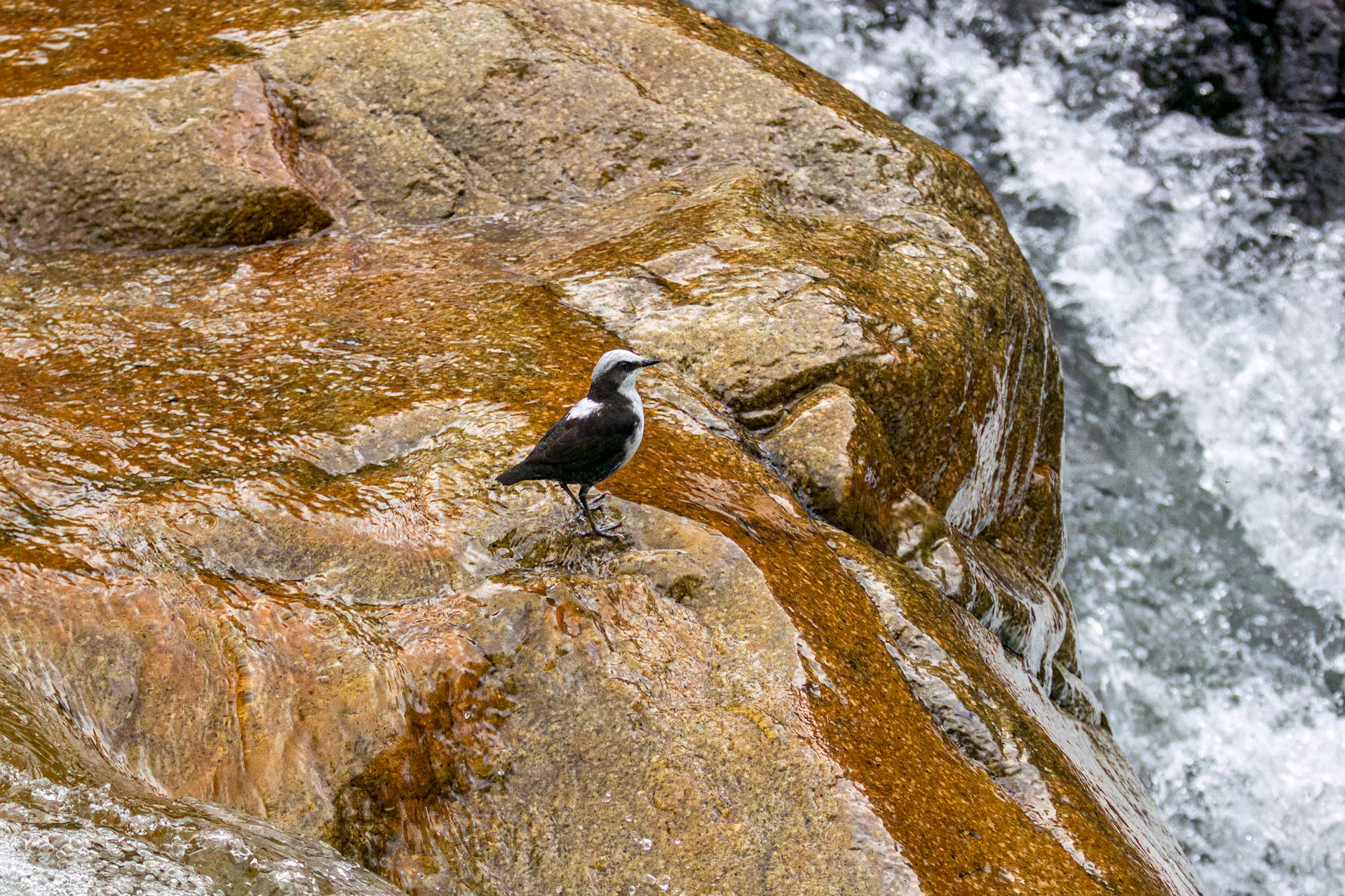 White-capped Dipper