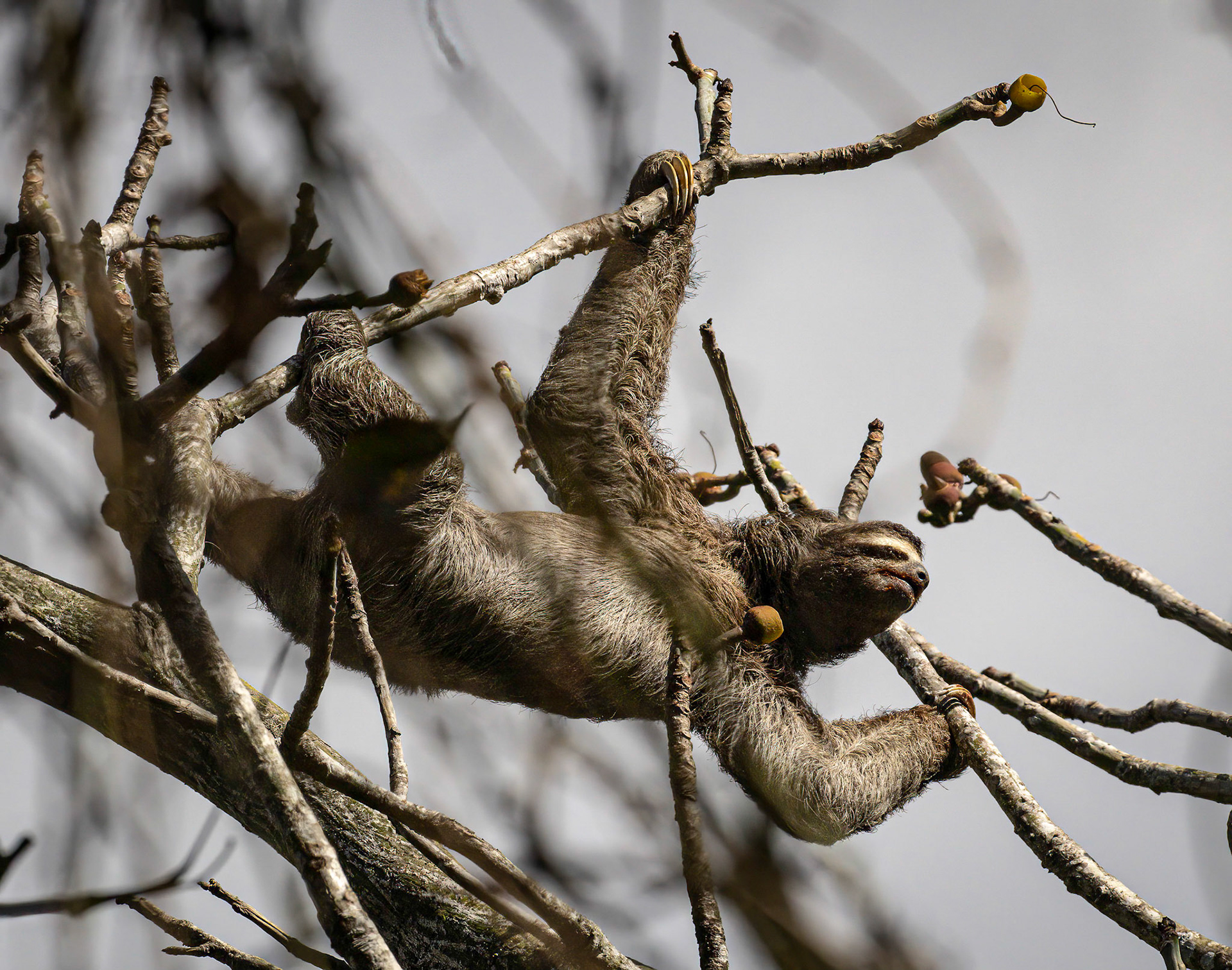 3-toed Sloth