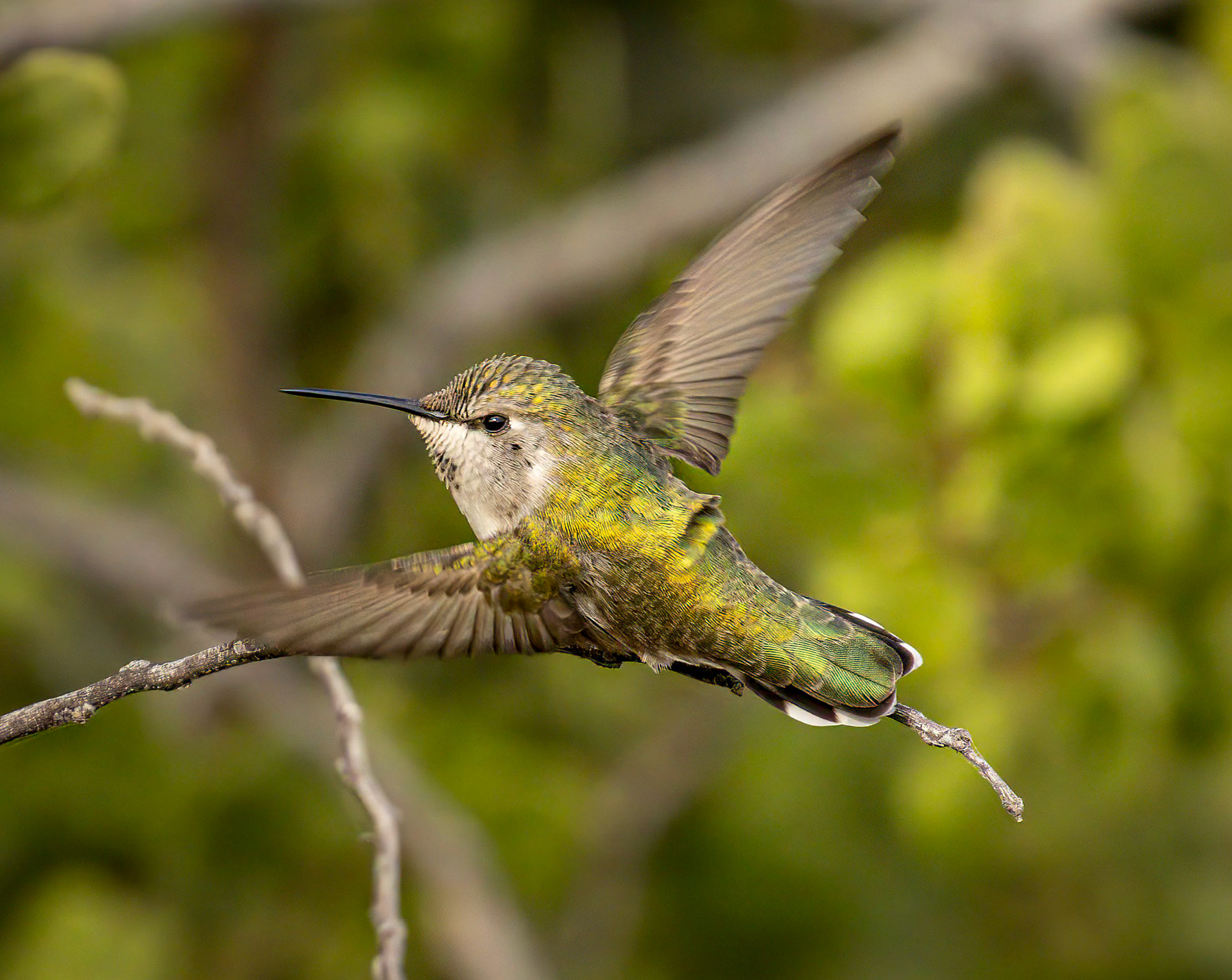 Costa's Hummingbird