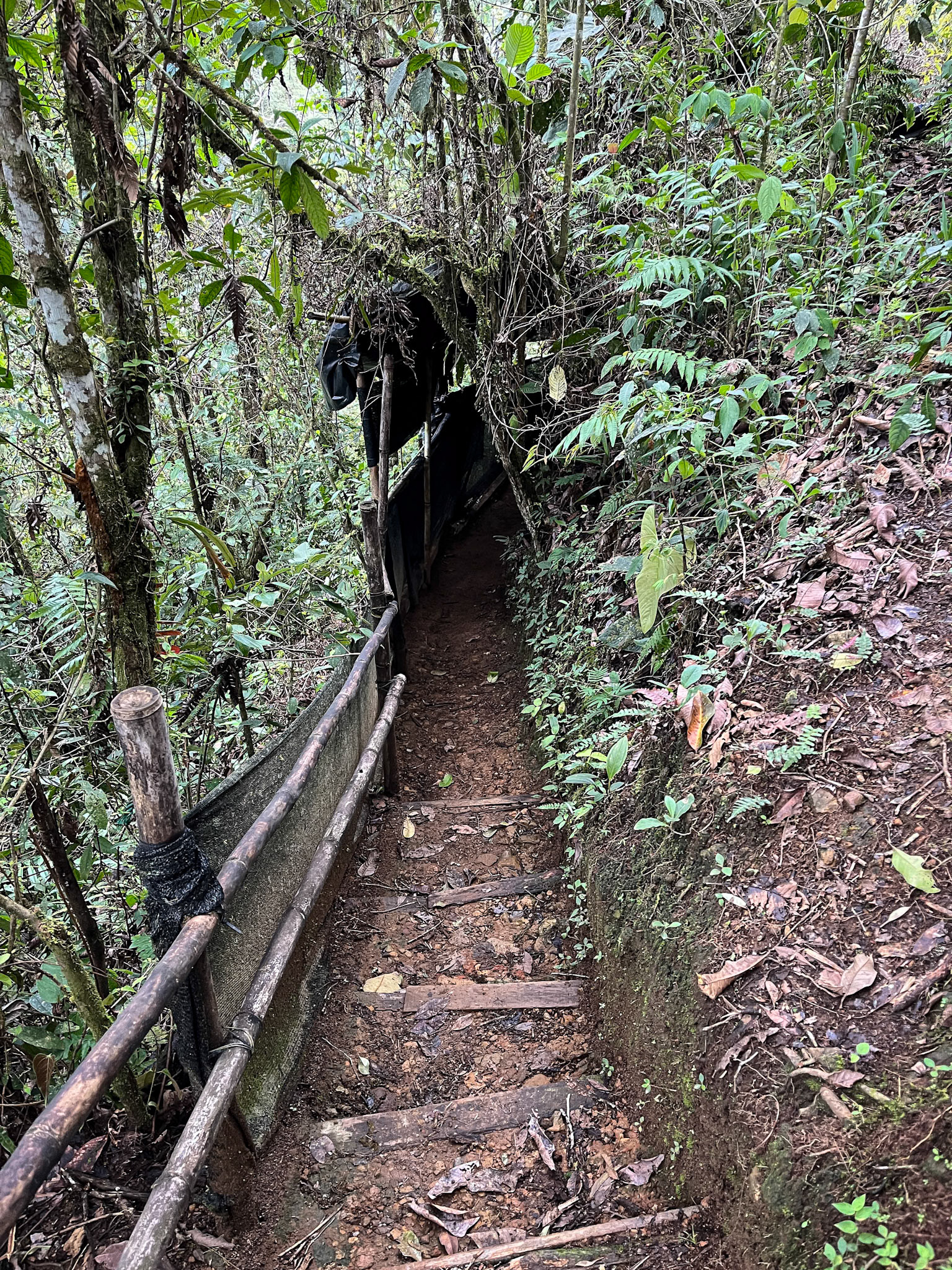 Cock-of-the-Rock Lek "Blind"