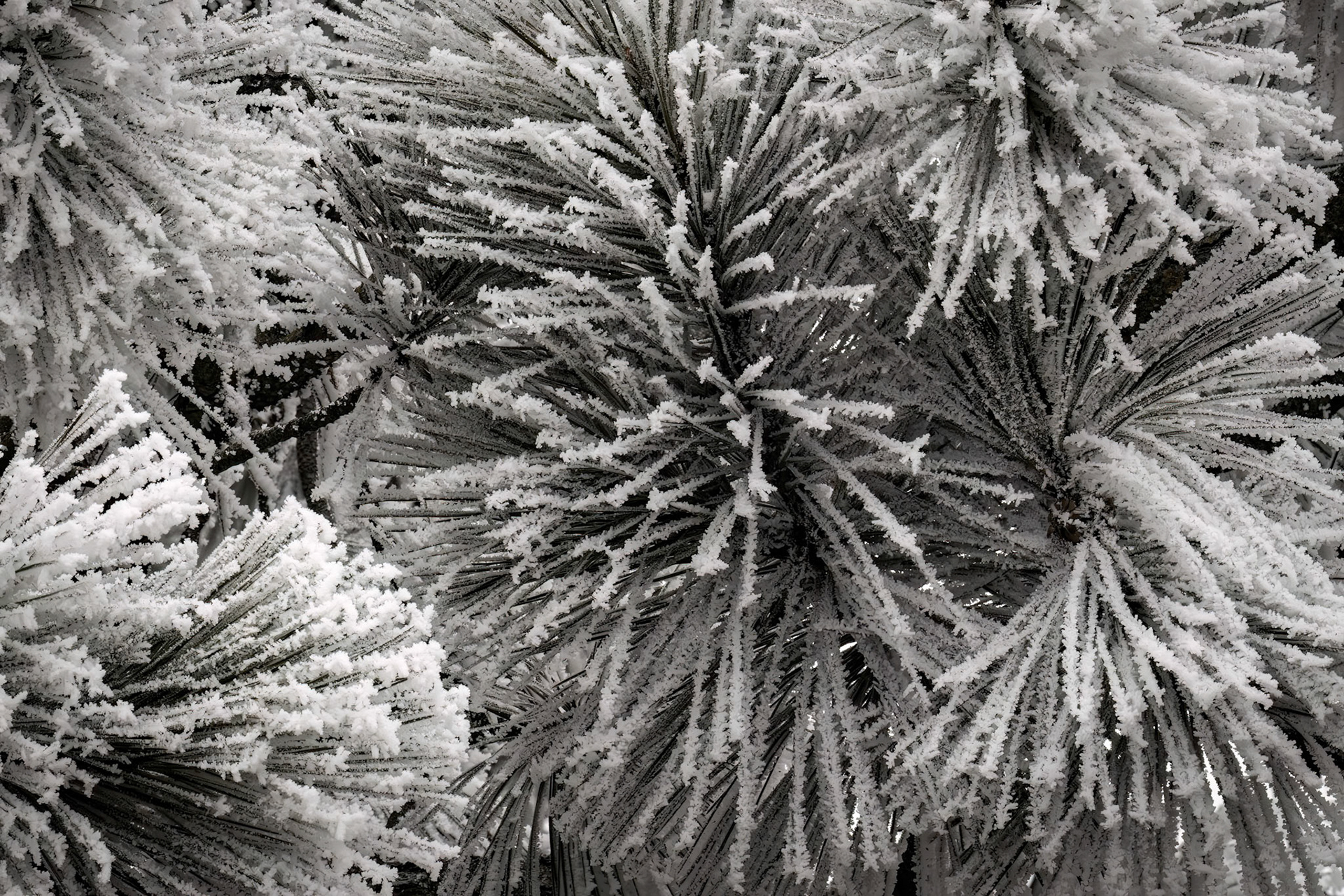 Hoar Frost