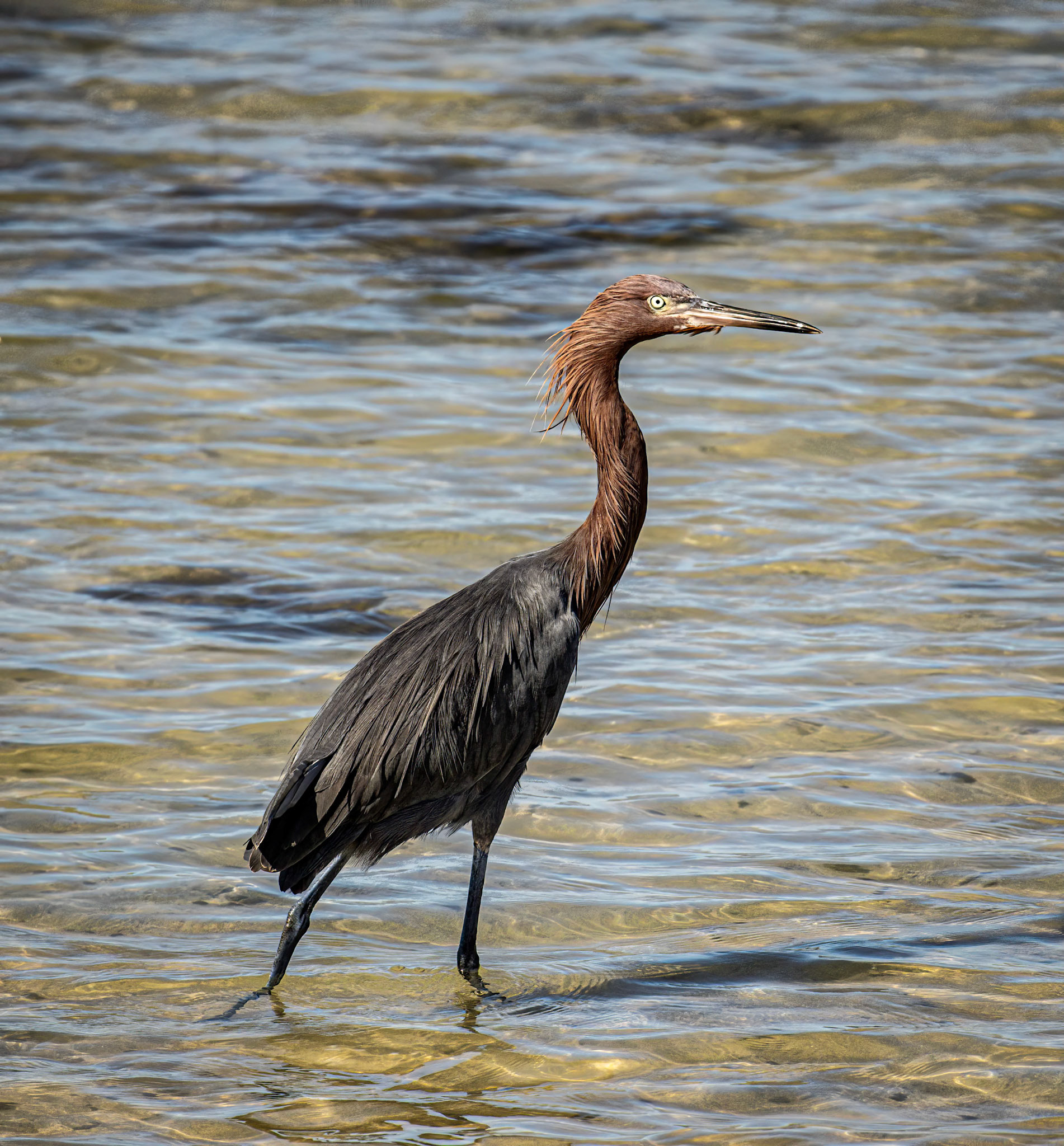 Reddish Heron