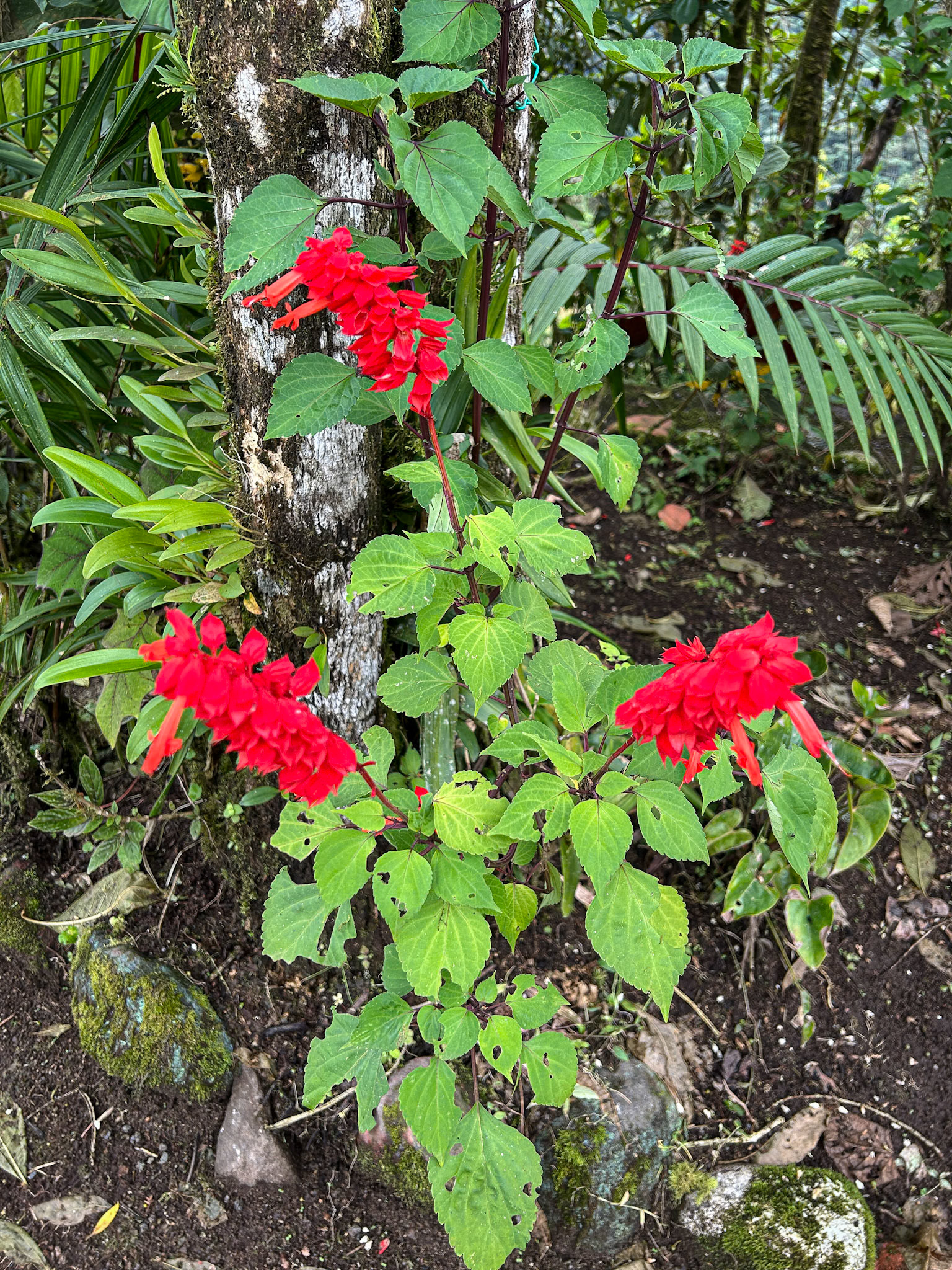 Refugio Paz de Las Aves