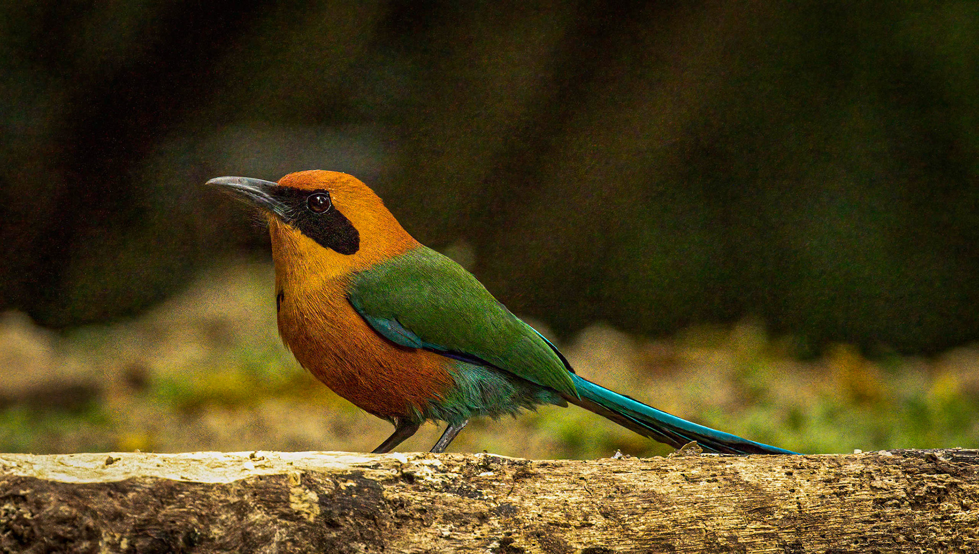 Rufous Motmot