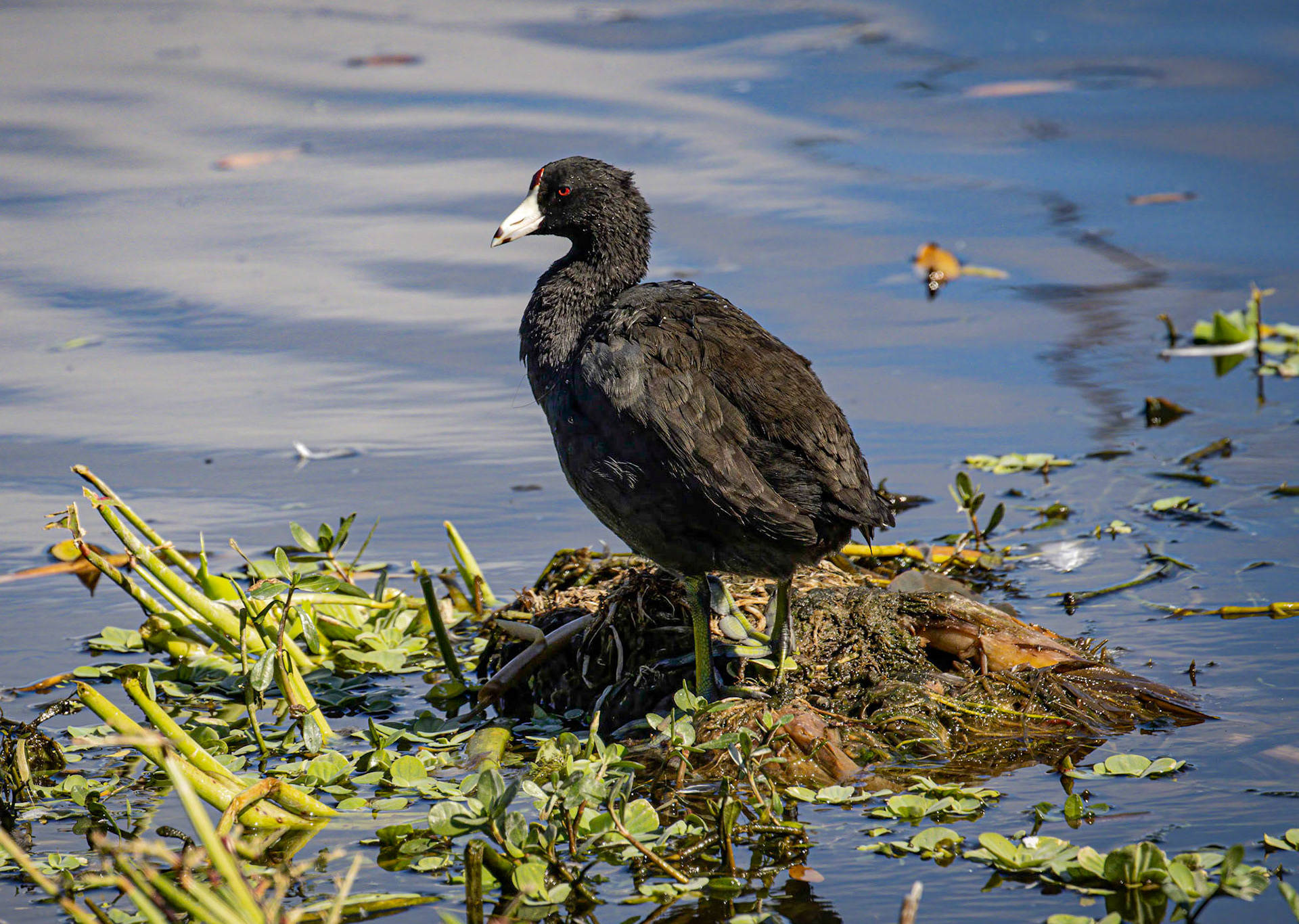 American Coot