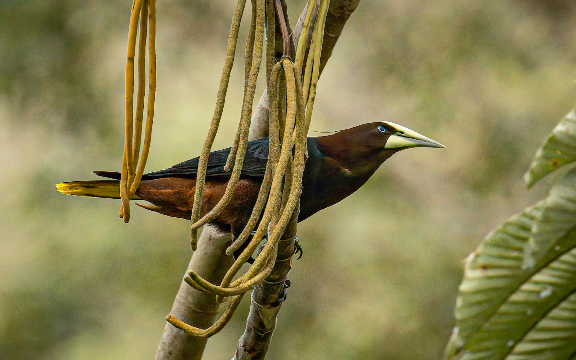 Chestnut-headed Oropendola