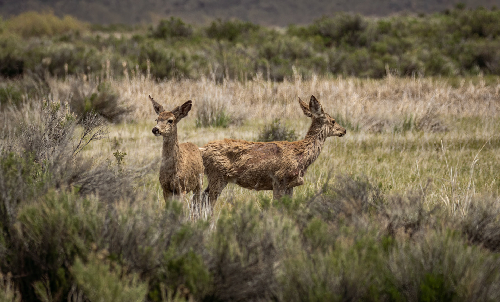 Mule Deer