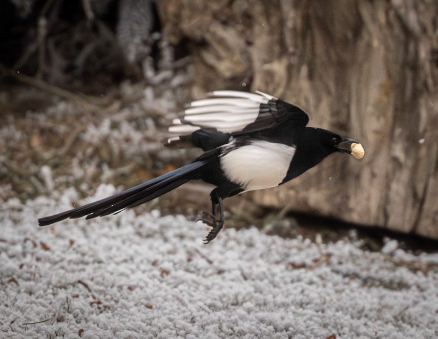 Black-billed Magpie