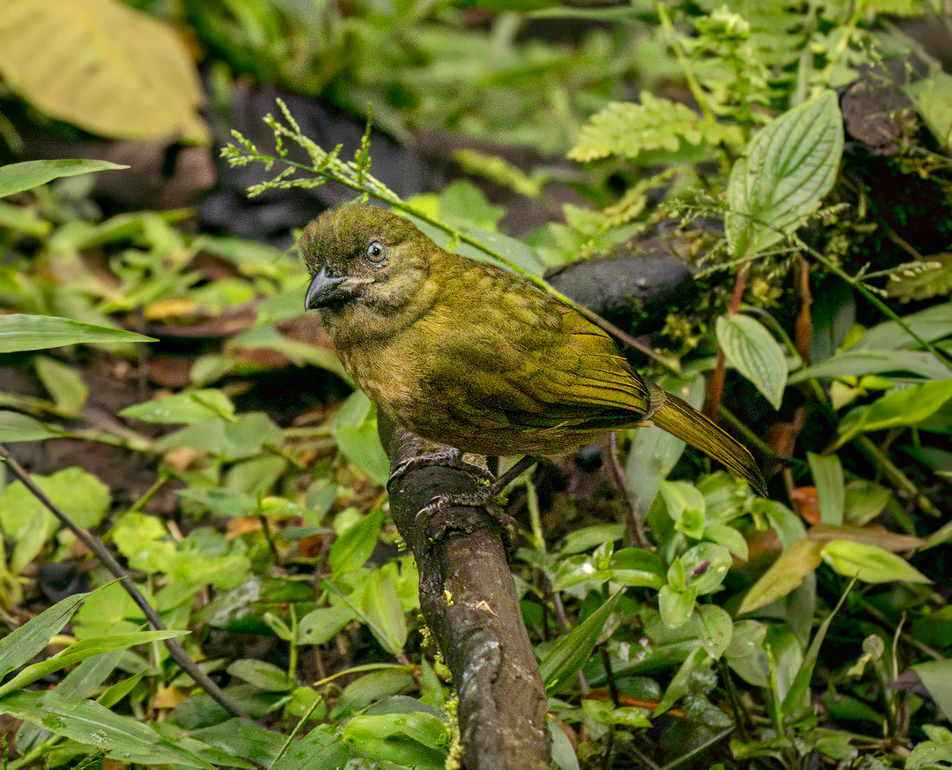 Ochre-breasted Tanager
