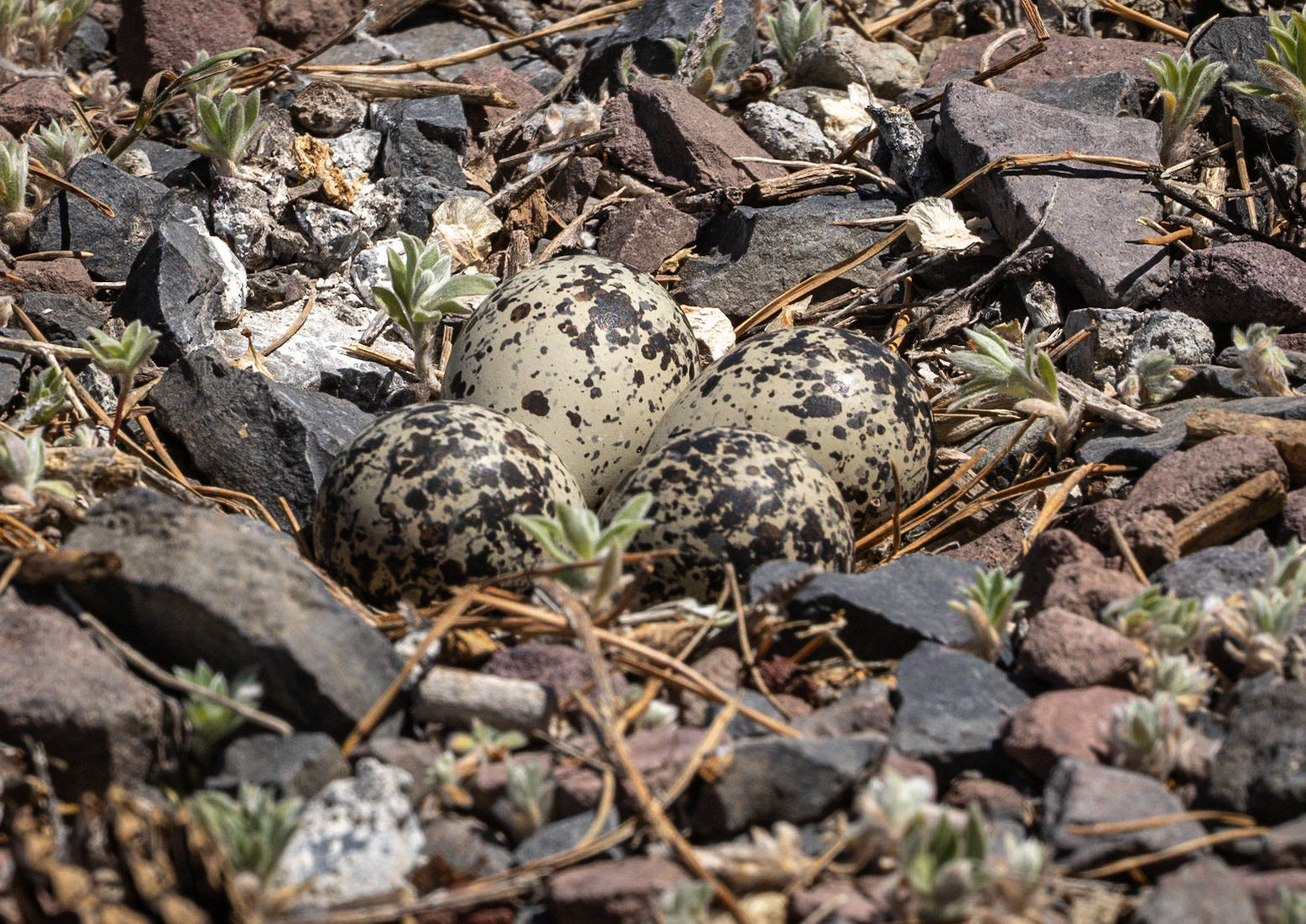 Killdeer on Eggs