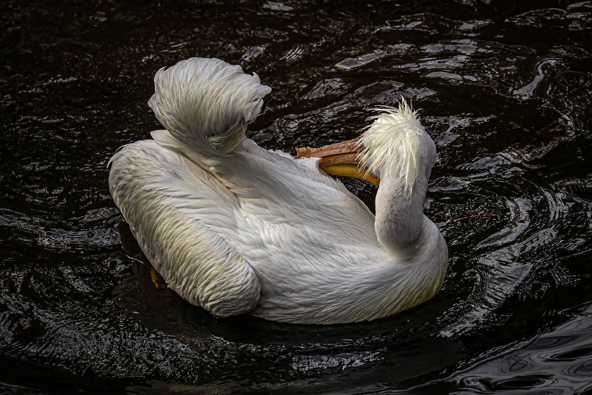 White Pelican