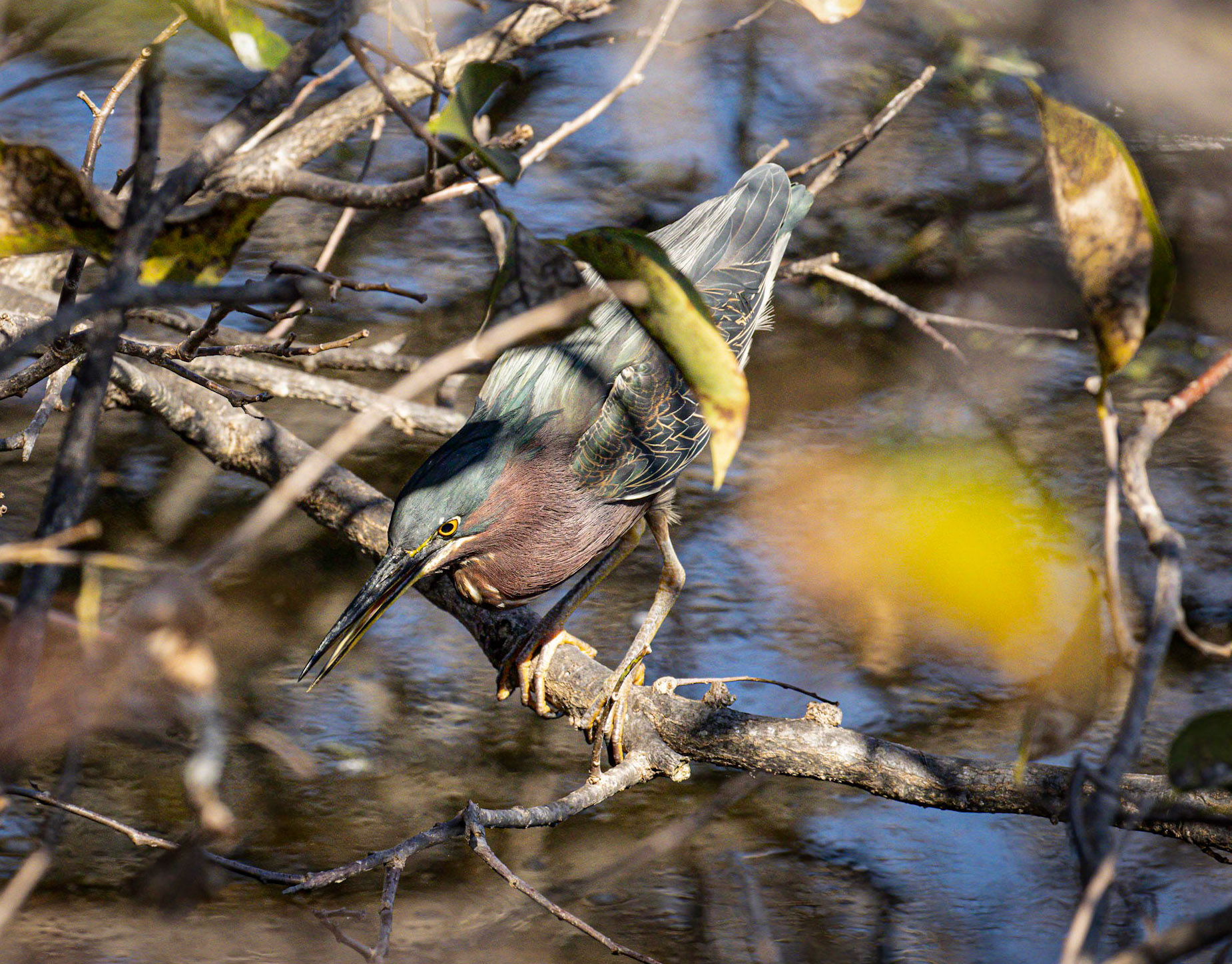 Green Heron