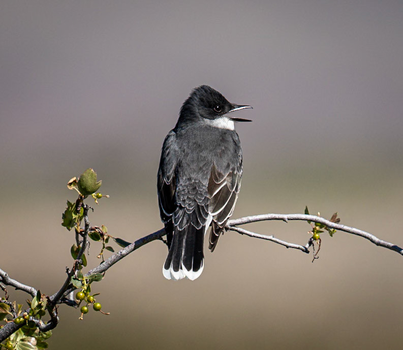 Eastern Kingbird