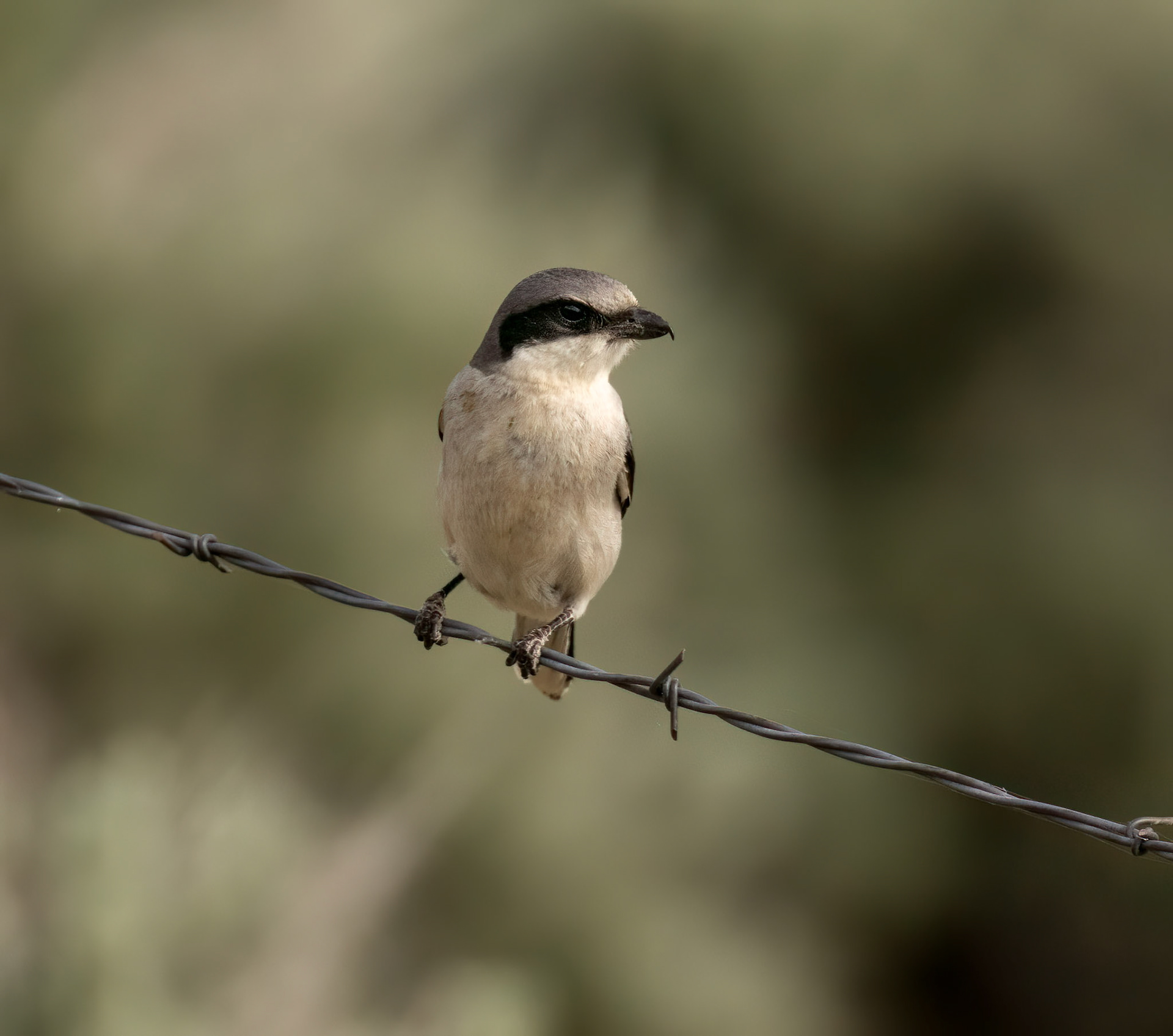 Loggerhead Shrike