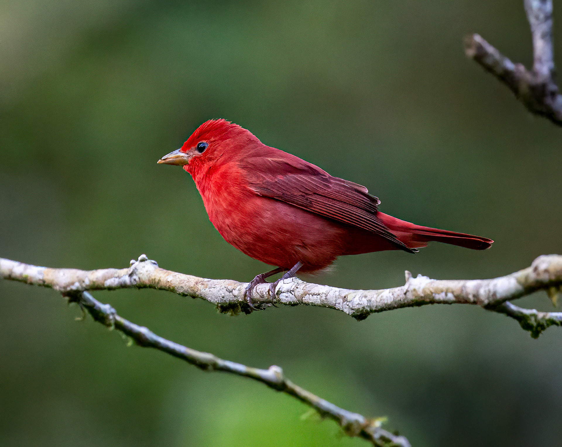 Summer Tanager