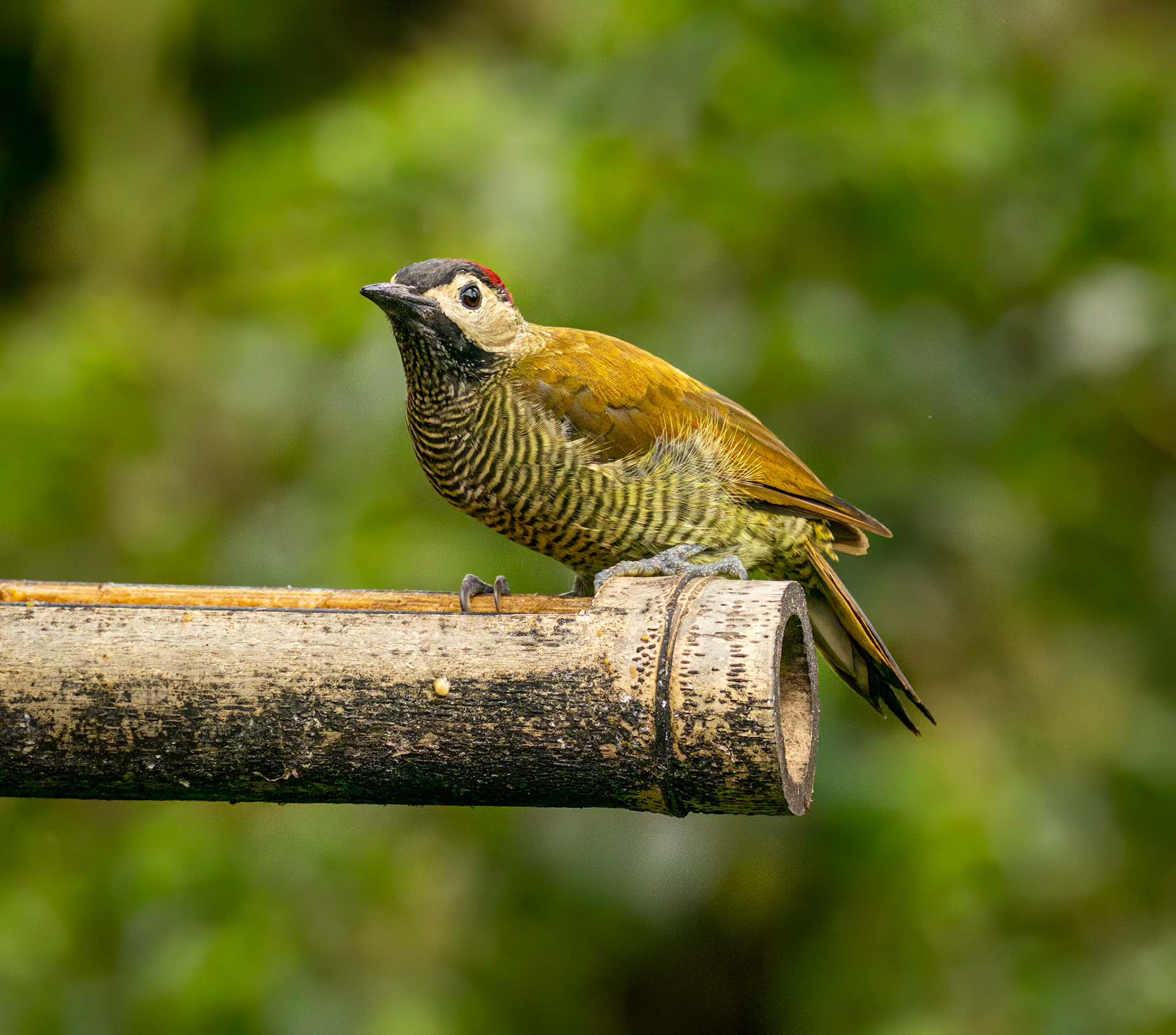 Golden-olive Woodpecker