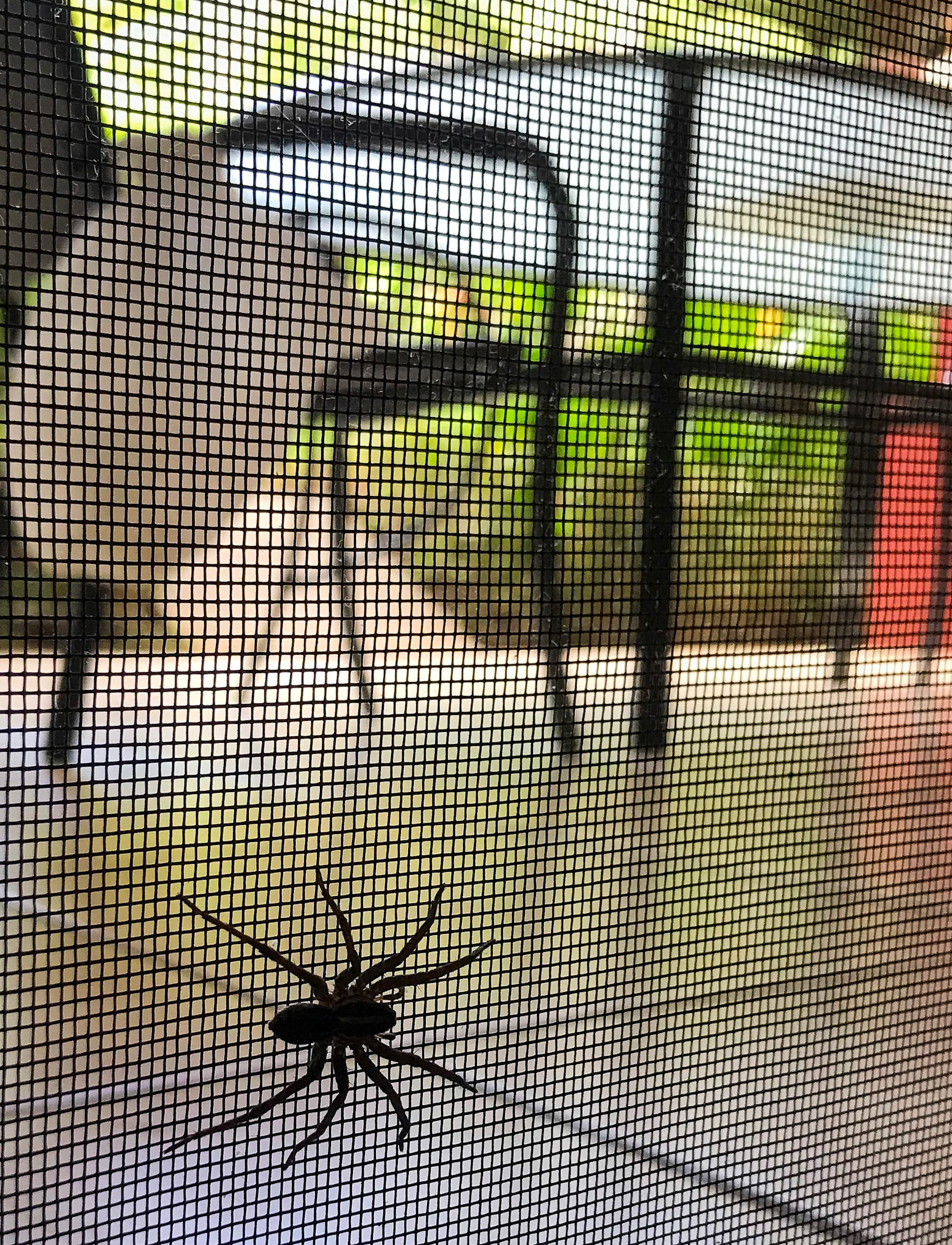 Playa Hermosa Neighbor