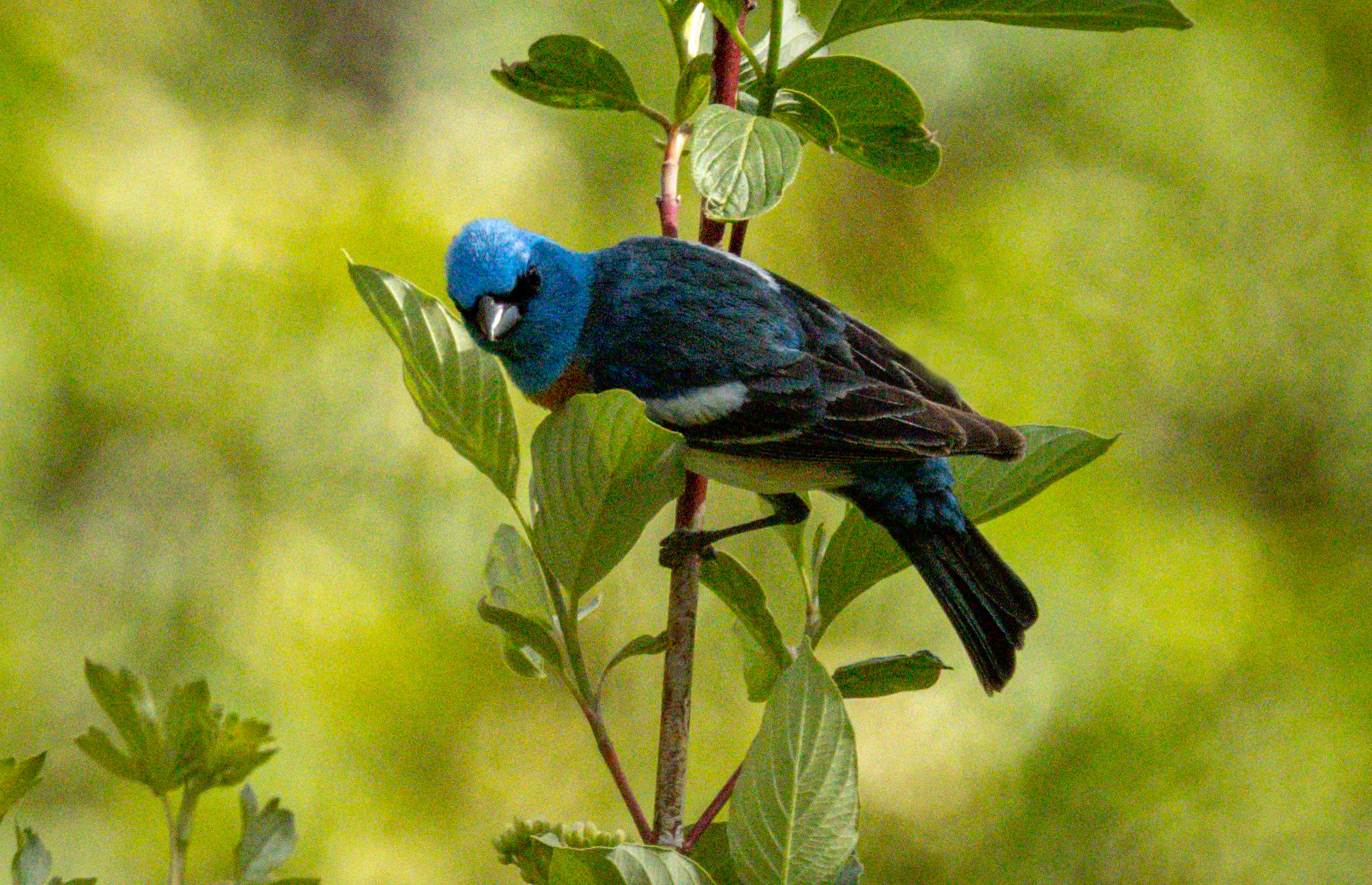 Lazuli Bunting