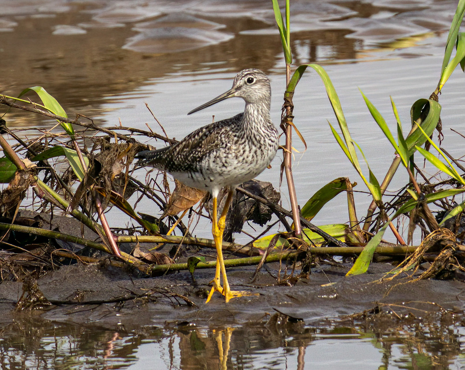 Greater Yellowlegs