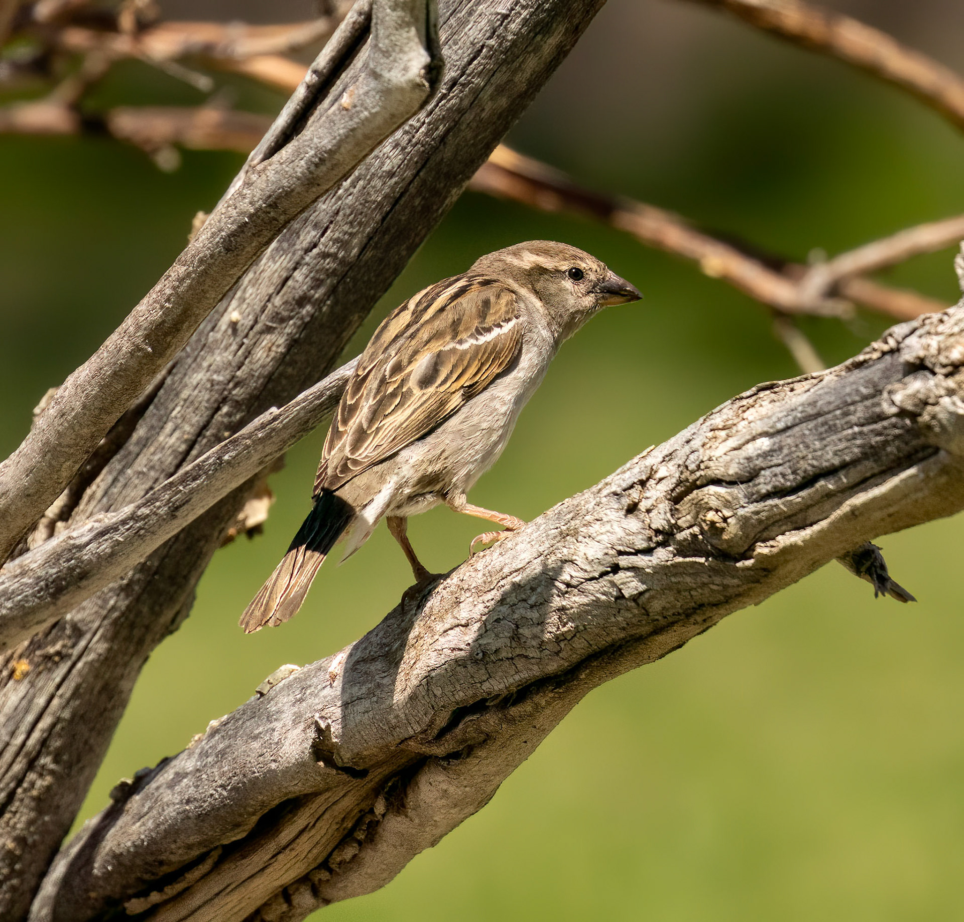House Sparrow